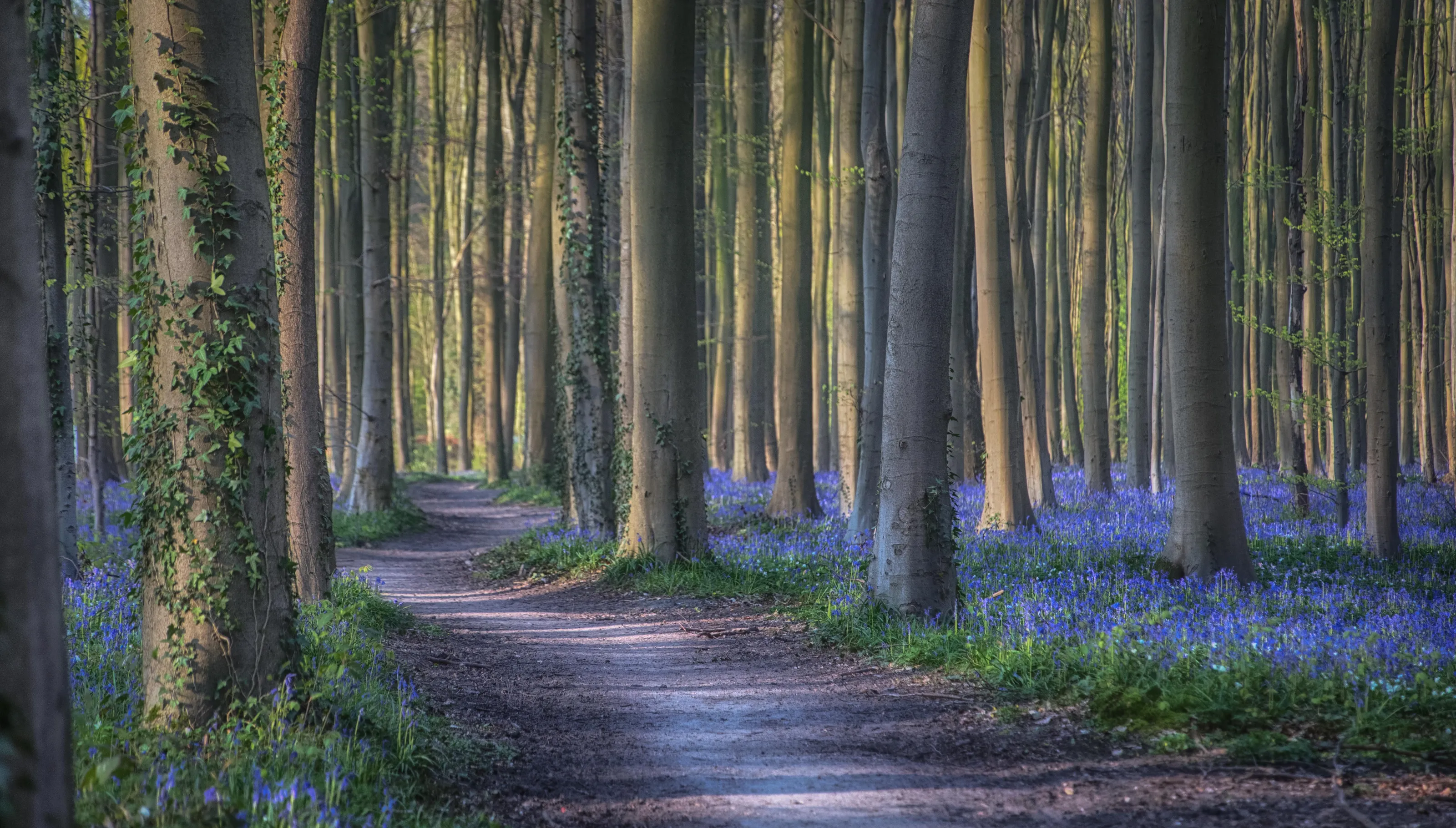 Walking Paths and Trails Through Woodland