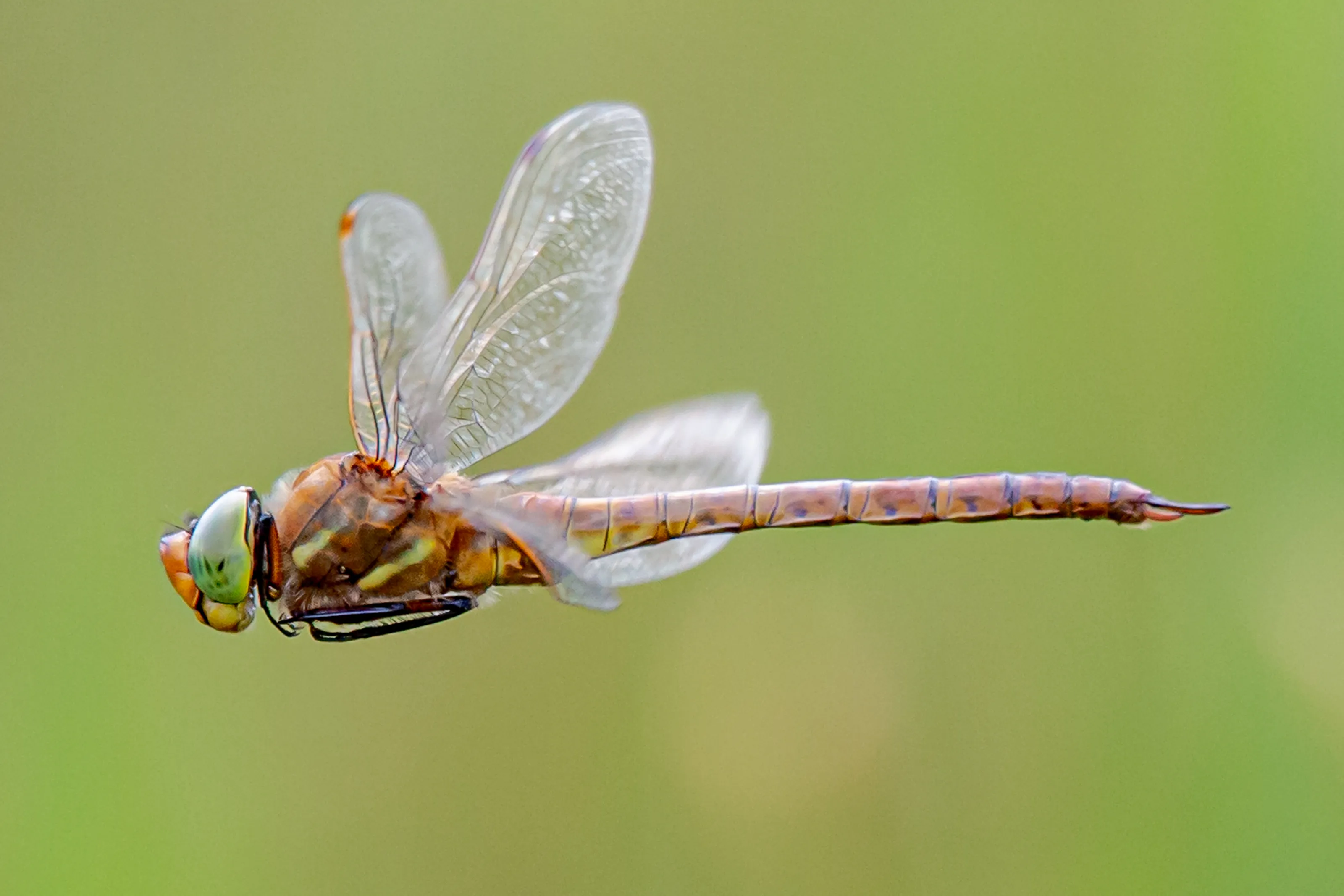 Dragonflies in Colour