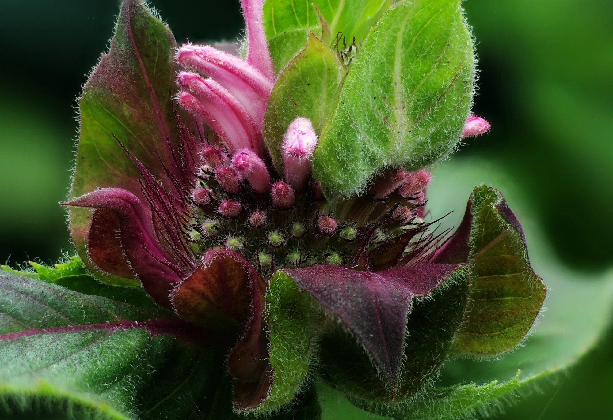 Focus-Stacked Macro
