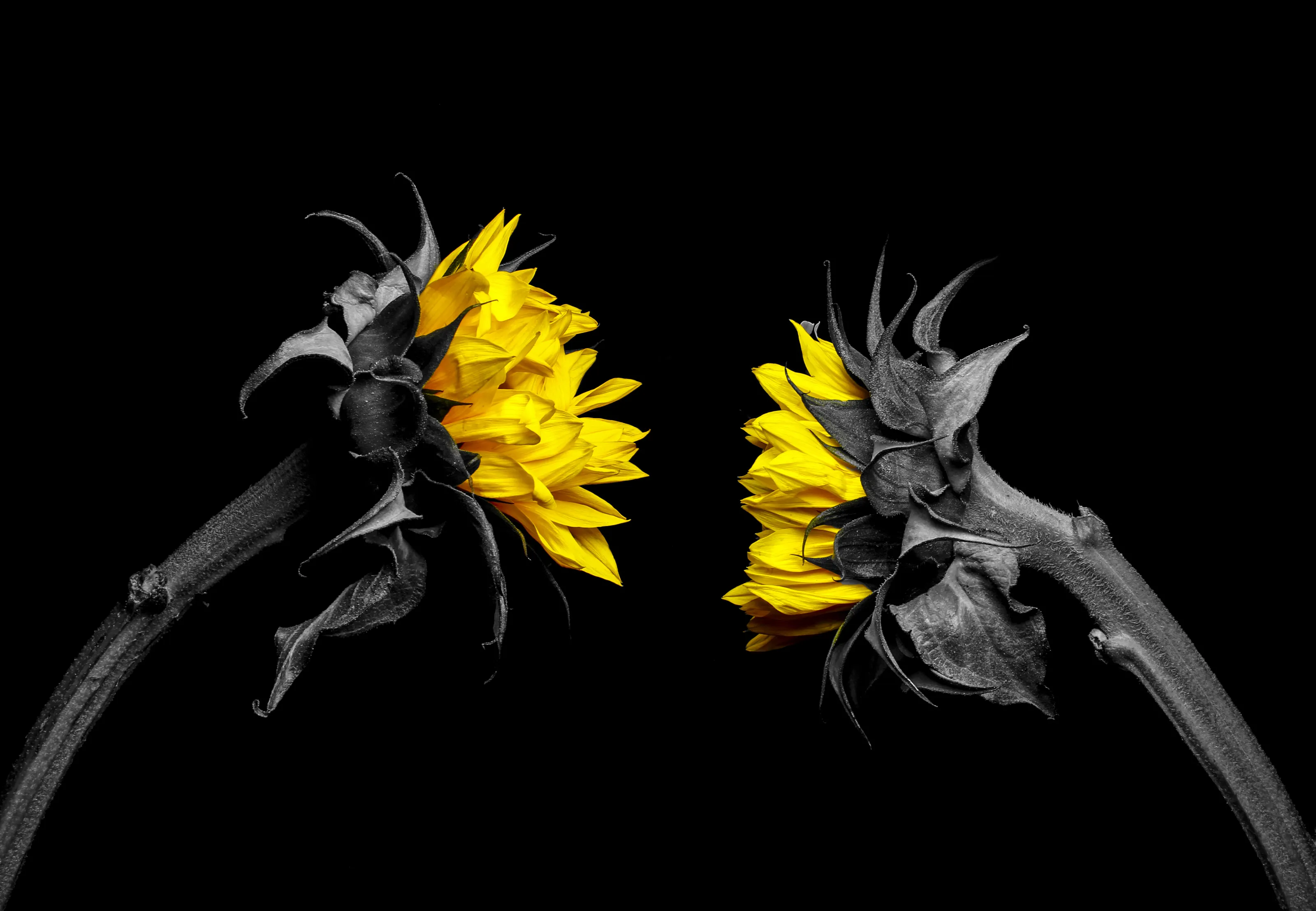Selective Colour