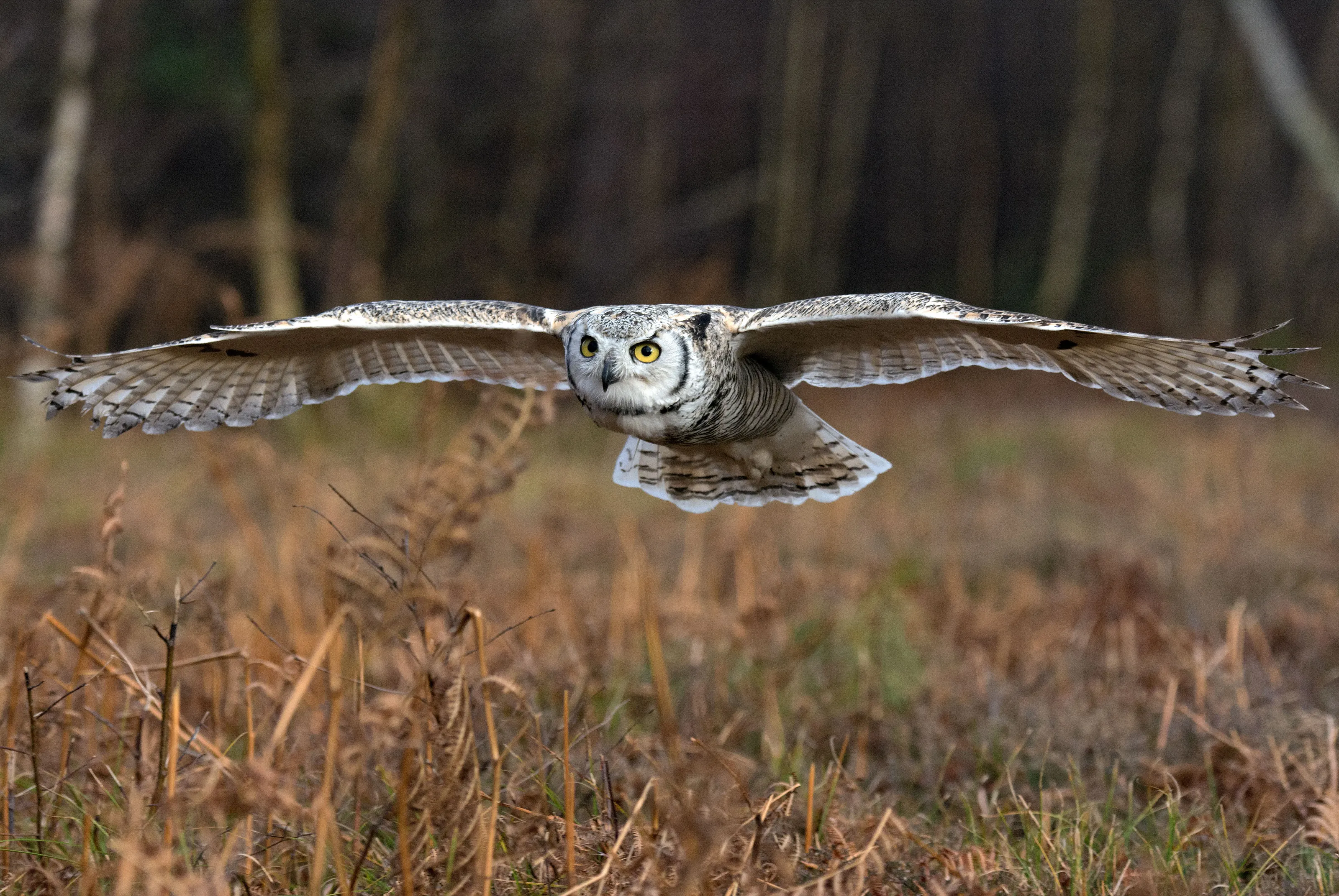Wild Birds in Flight