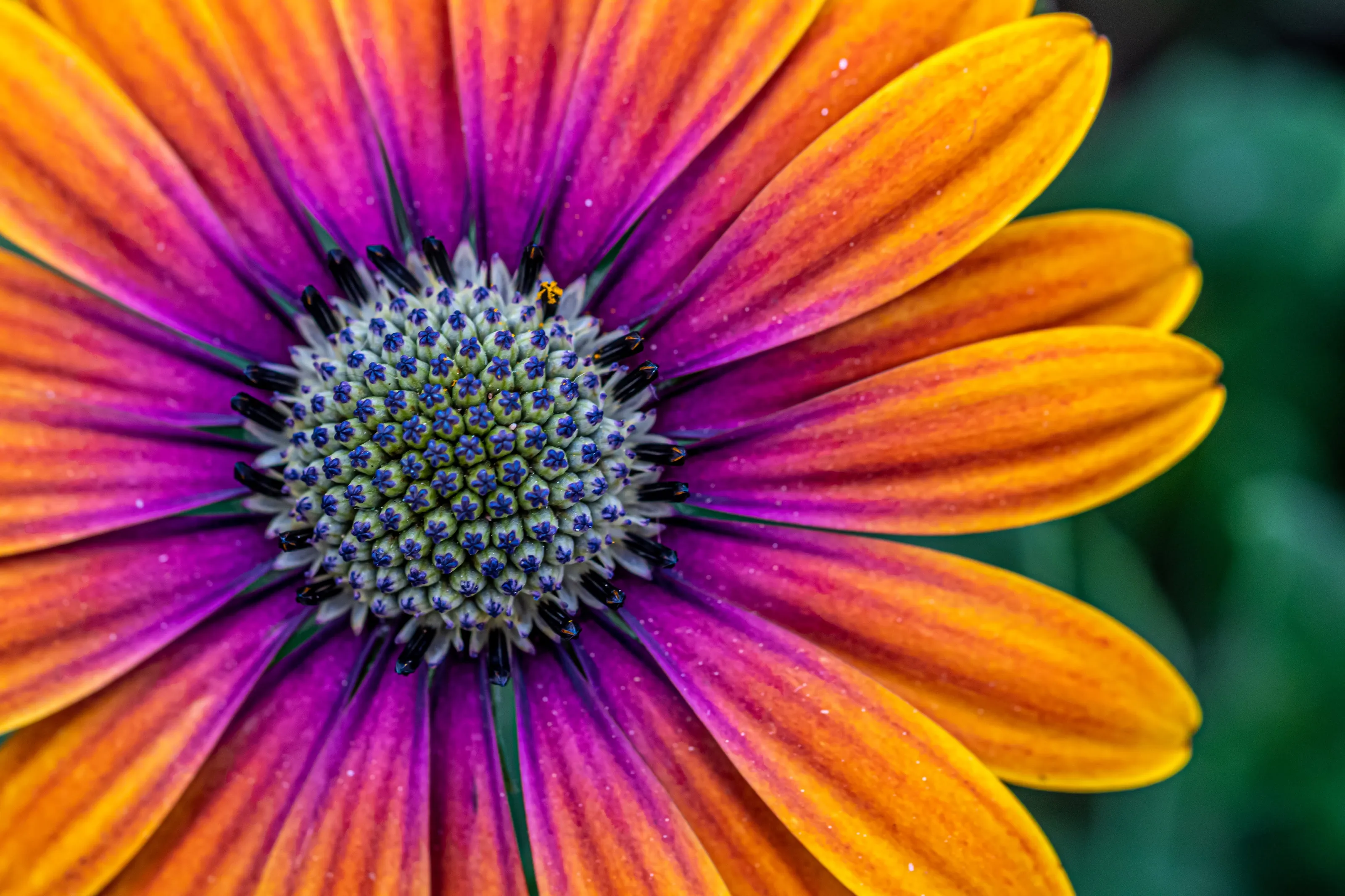 Flowers in Close-Up (in colour)