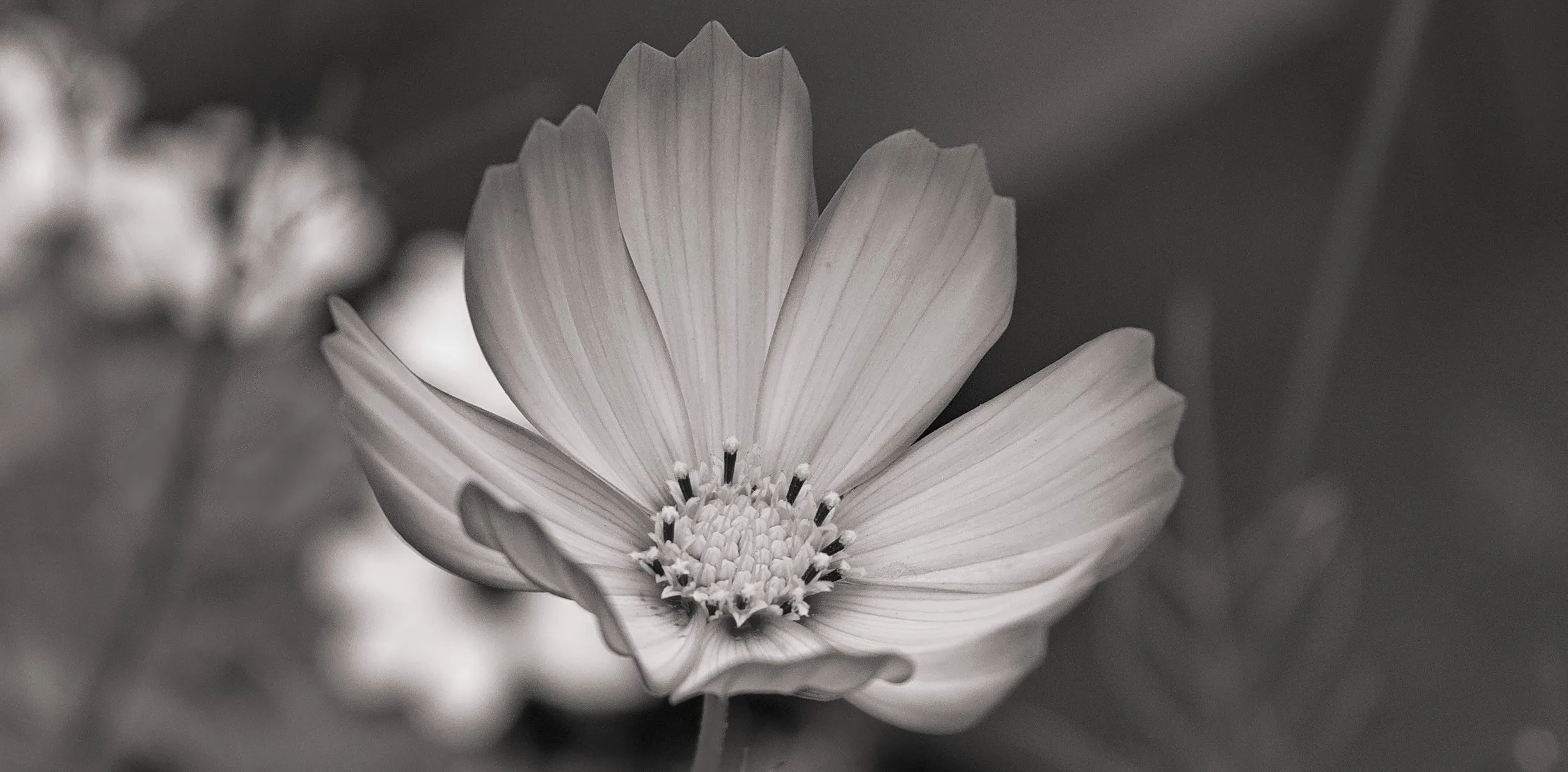 Flower Close-Ups in Black and White