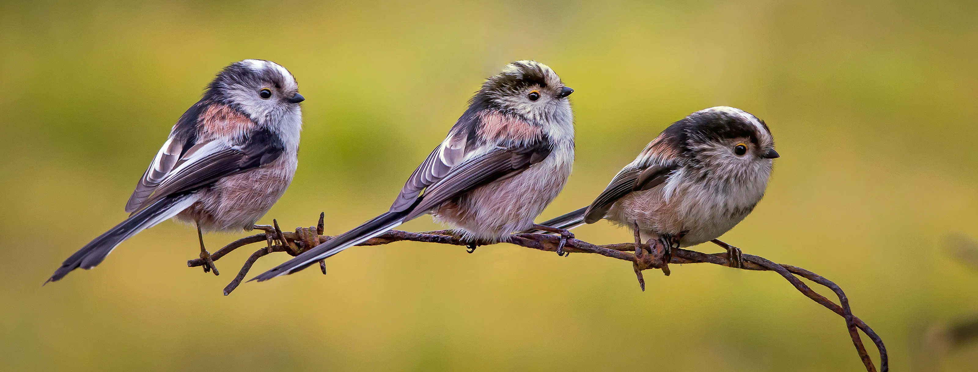 Small Birds