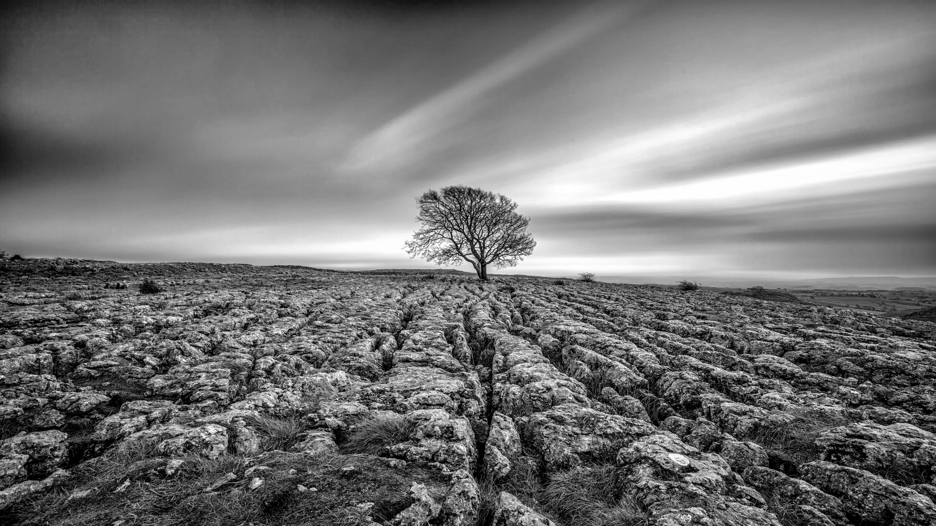 A Single Tree in the Countryside (in monochrome)