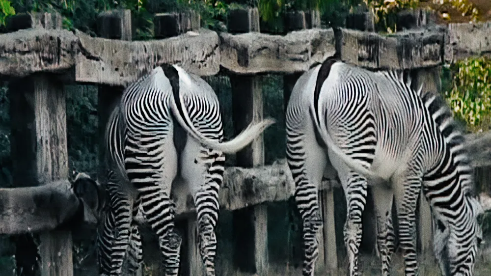 Animals from Behind (no humans)