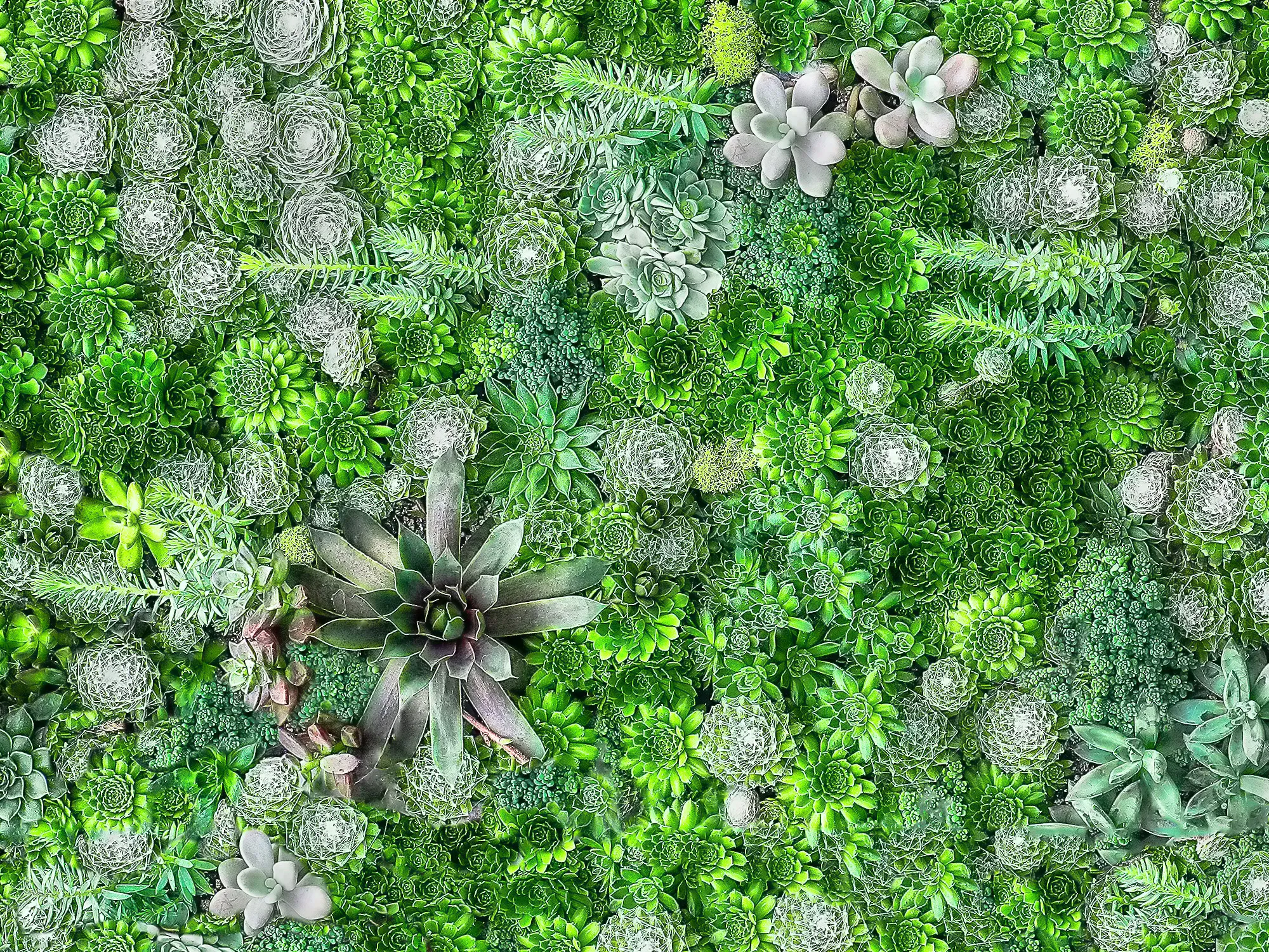 Cacti and Succulents