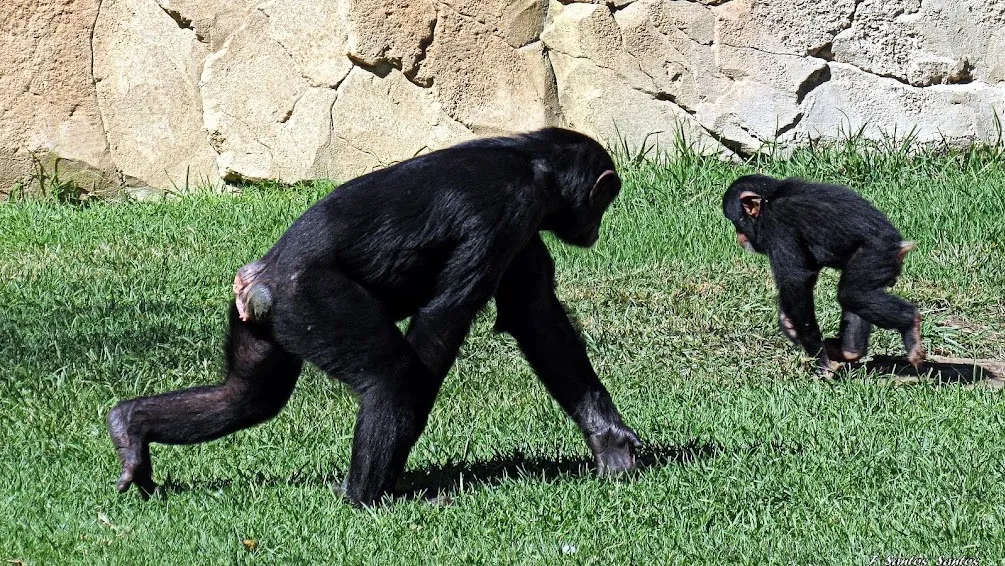 Primates (non-human)