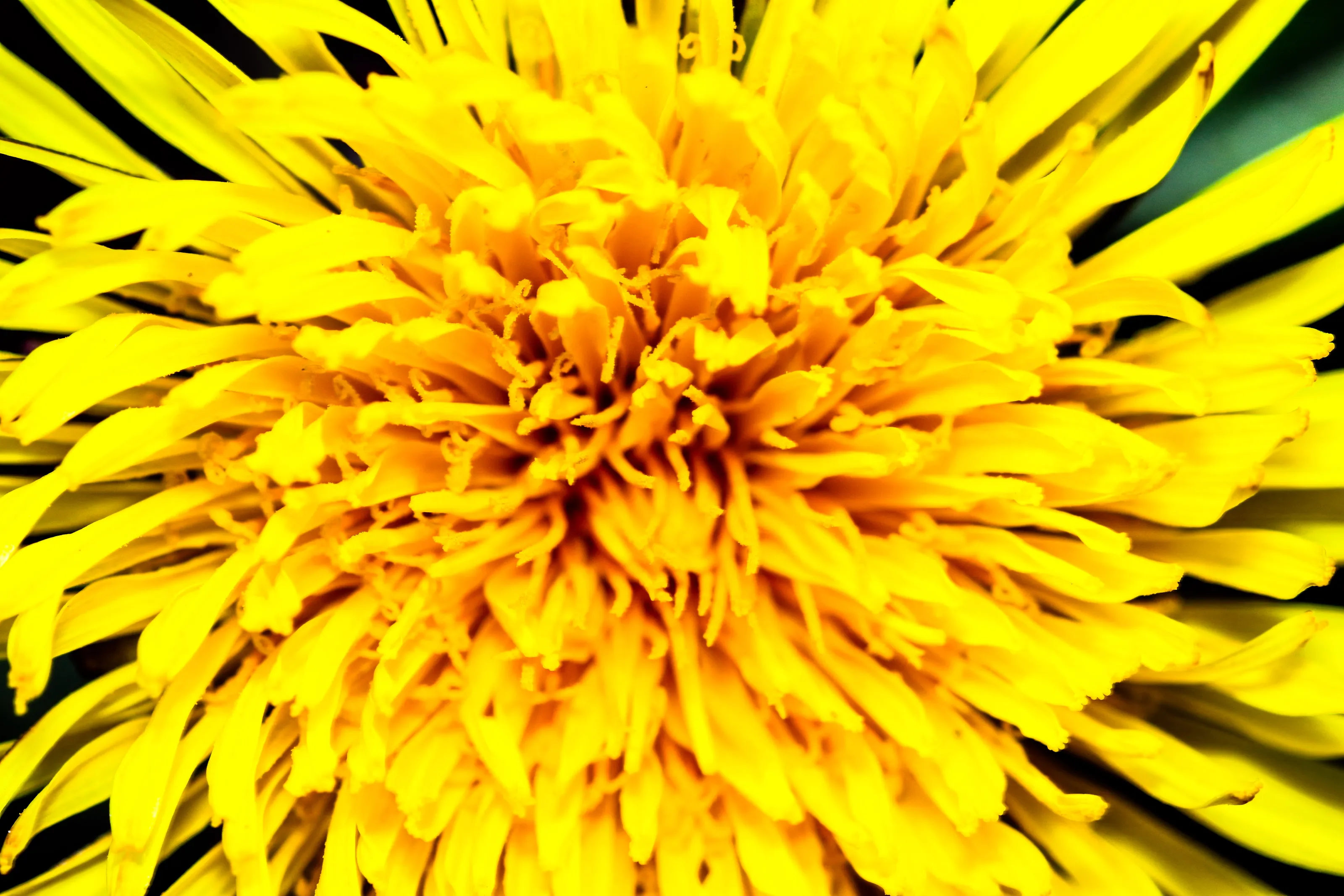 Dandelions