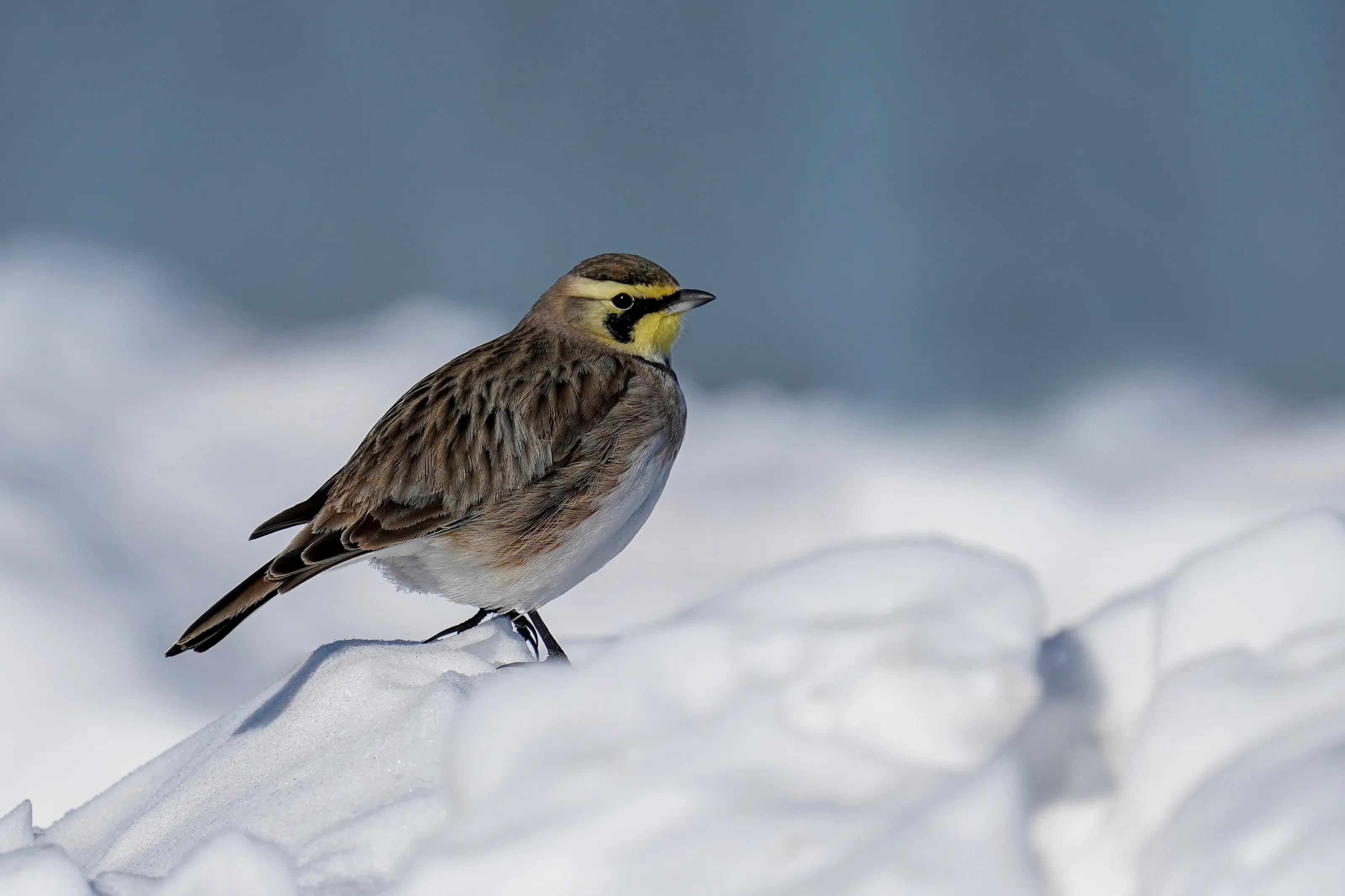 Birds in the Snow