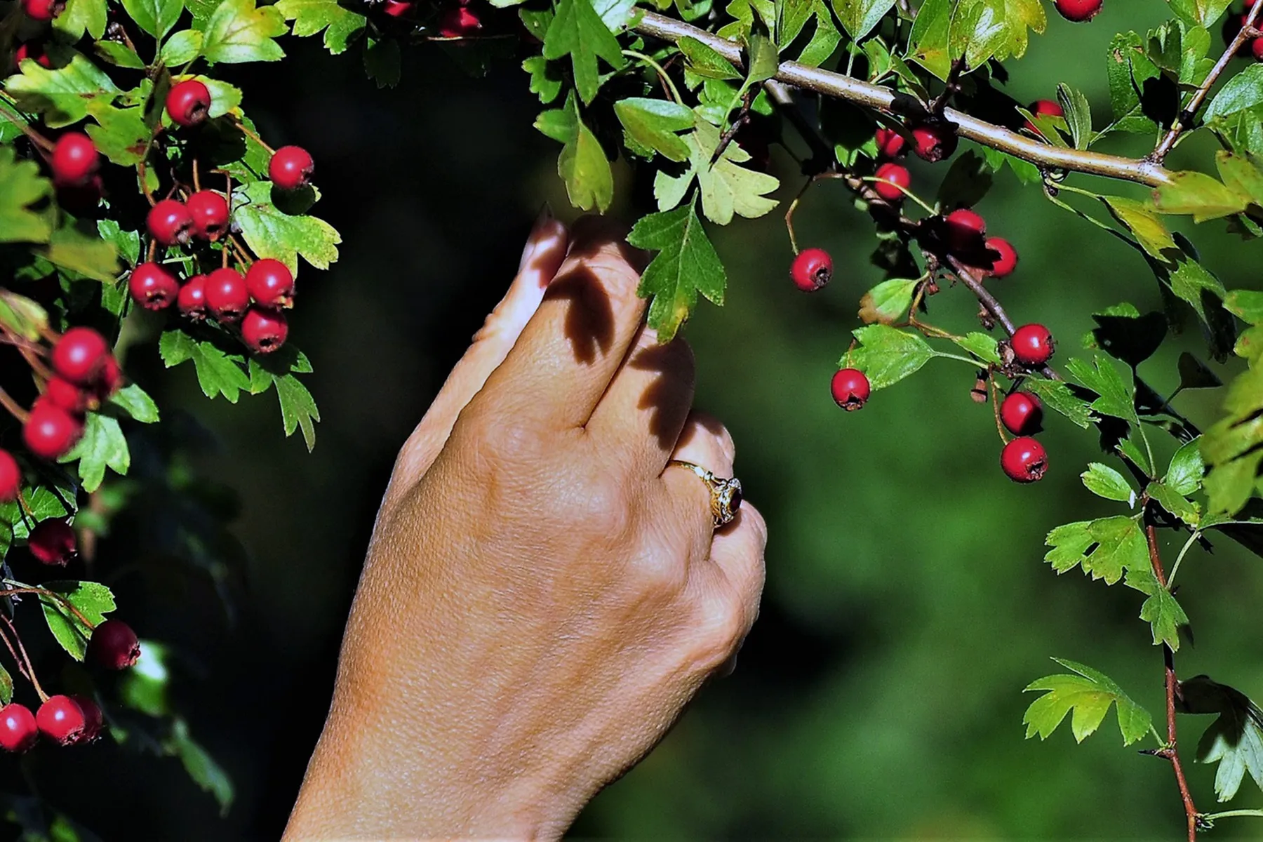 One Human Hand