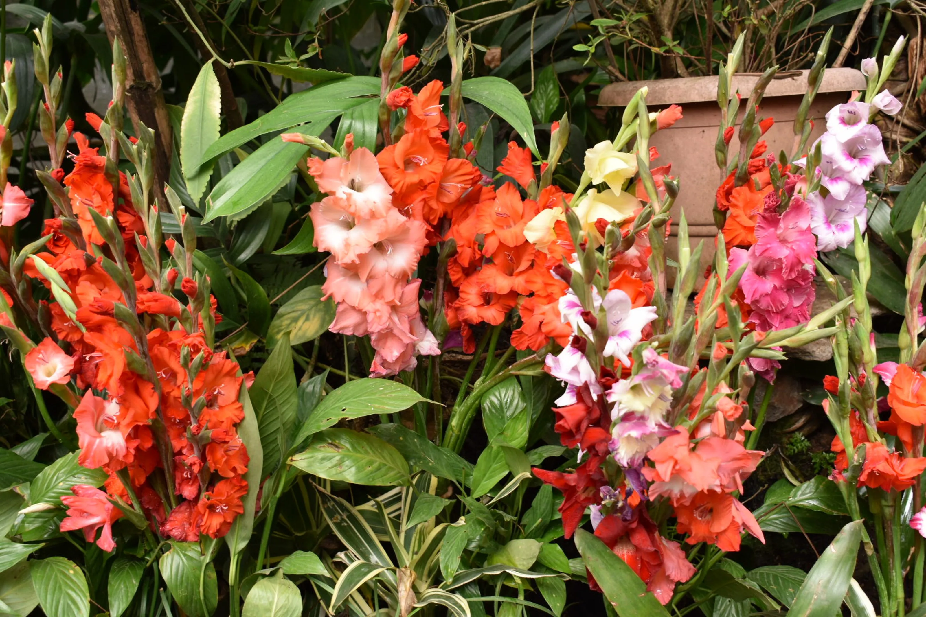 Gladiolus Flowers in Colour
