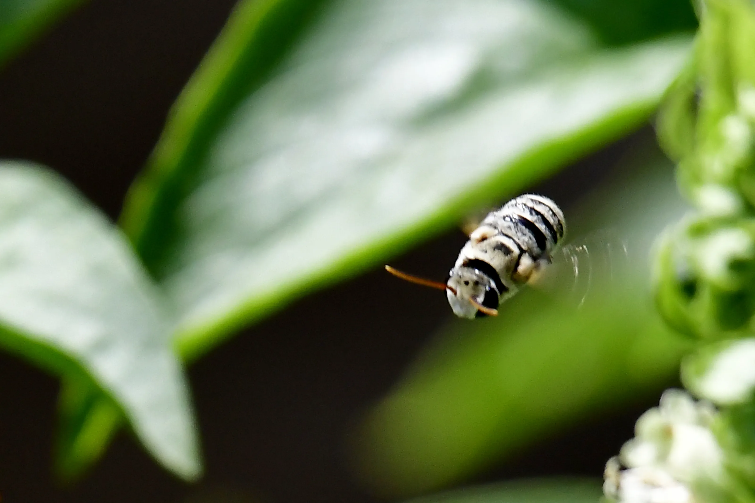 Small Insects in Flight