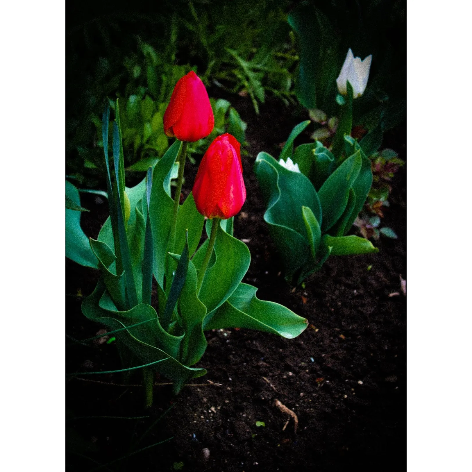 Flowers with Red Petals