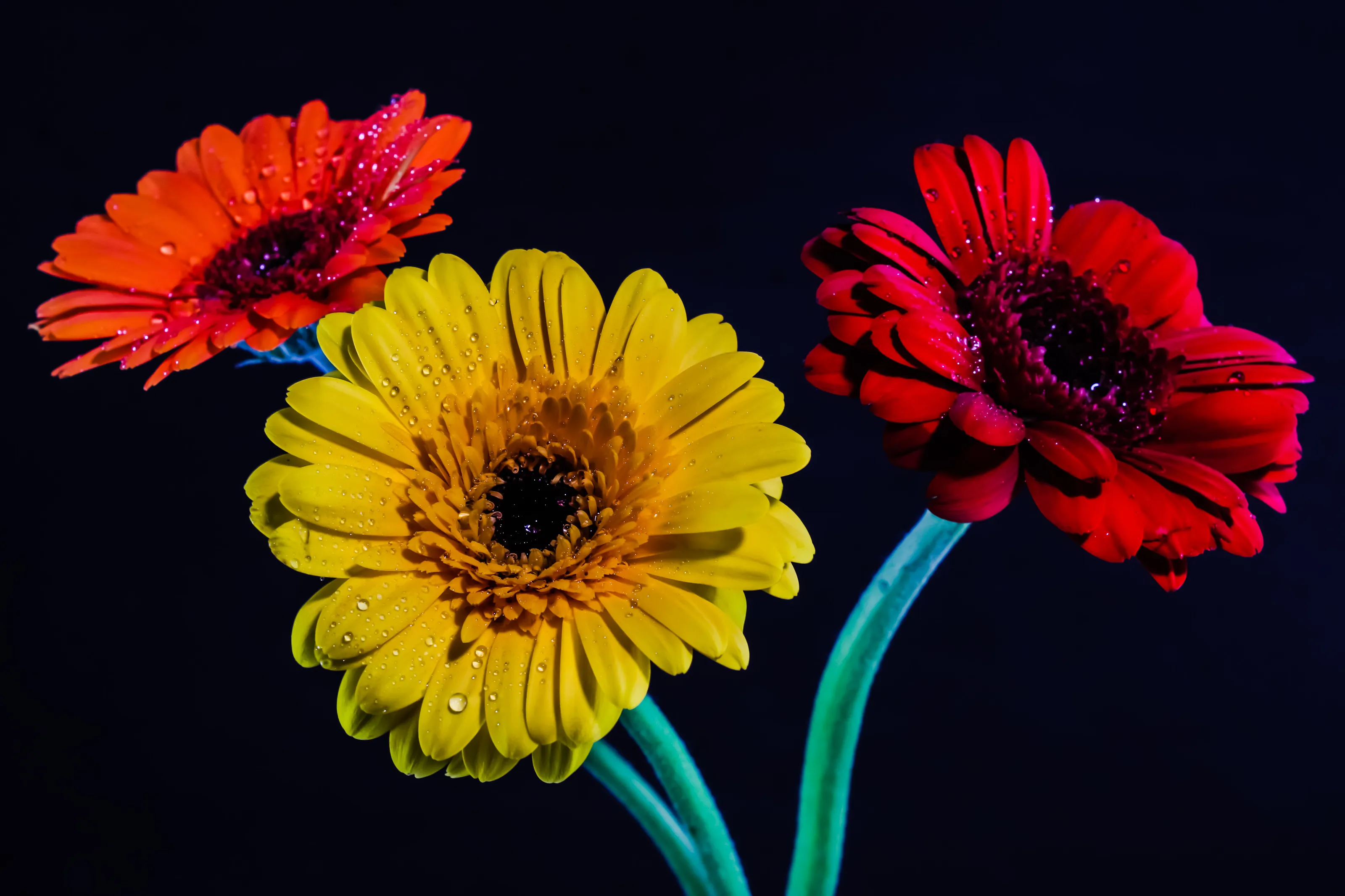 Gerbera Flowers in Colour