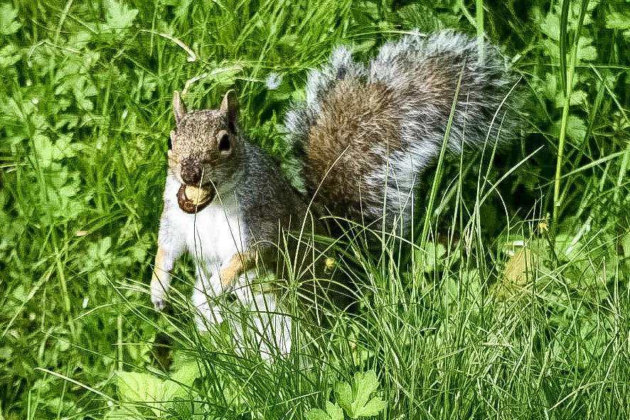A Wild Animal with Something in its Mouth (colour)
