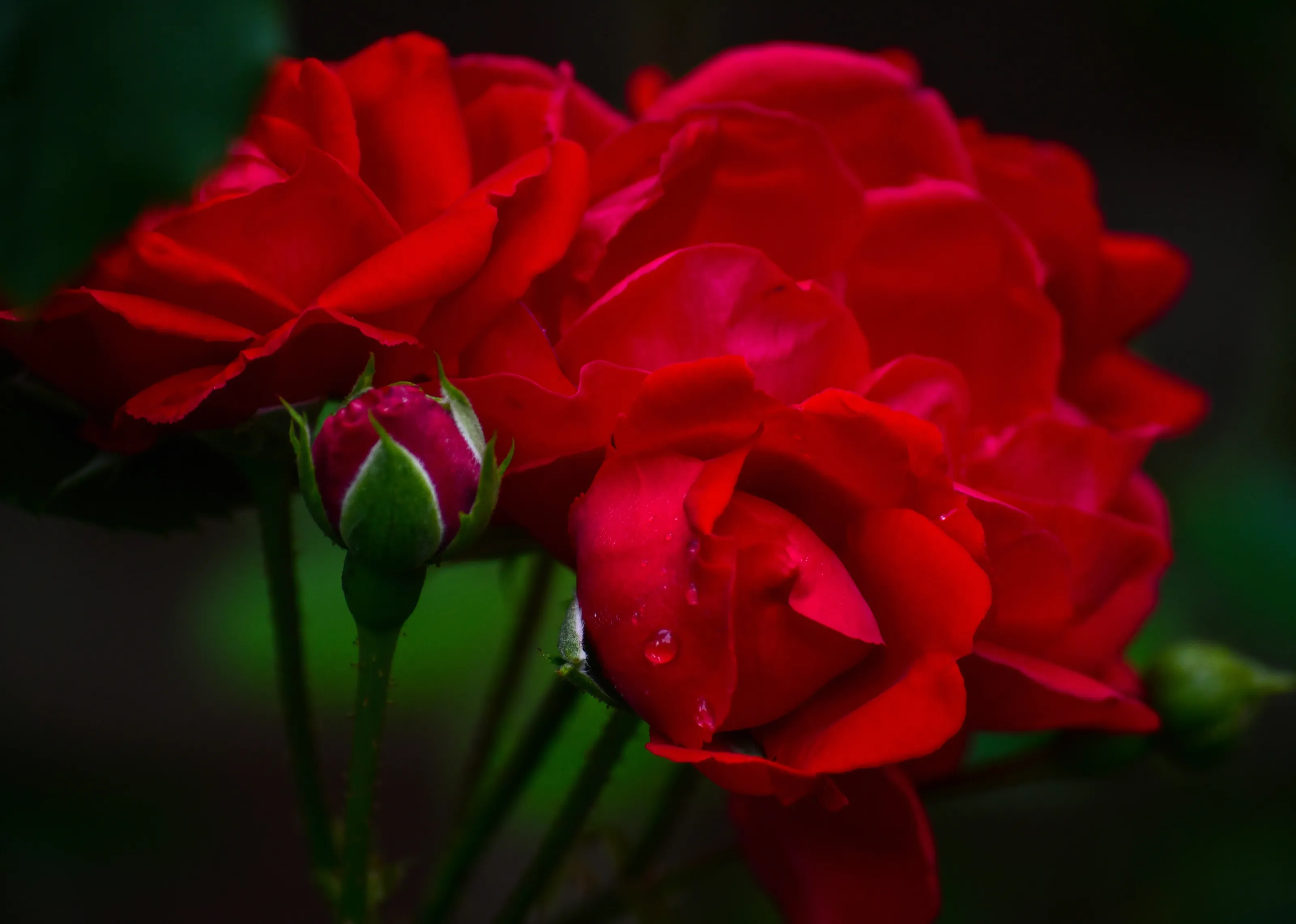 Red Roses