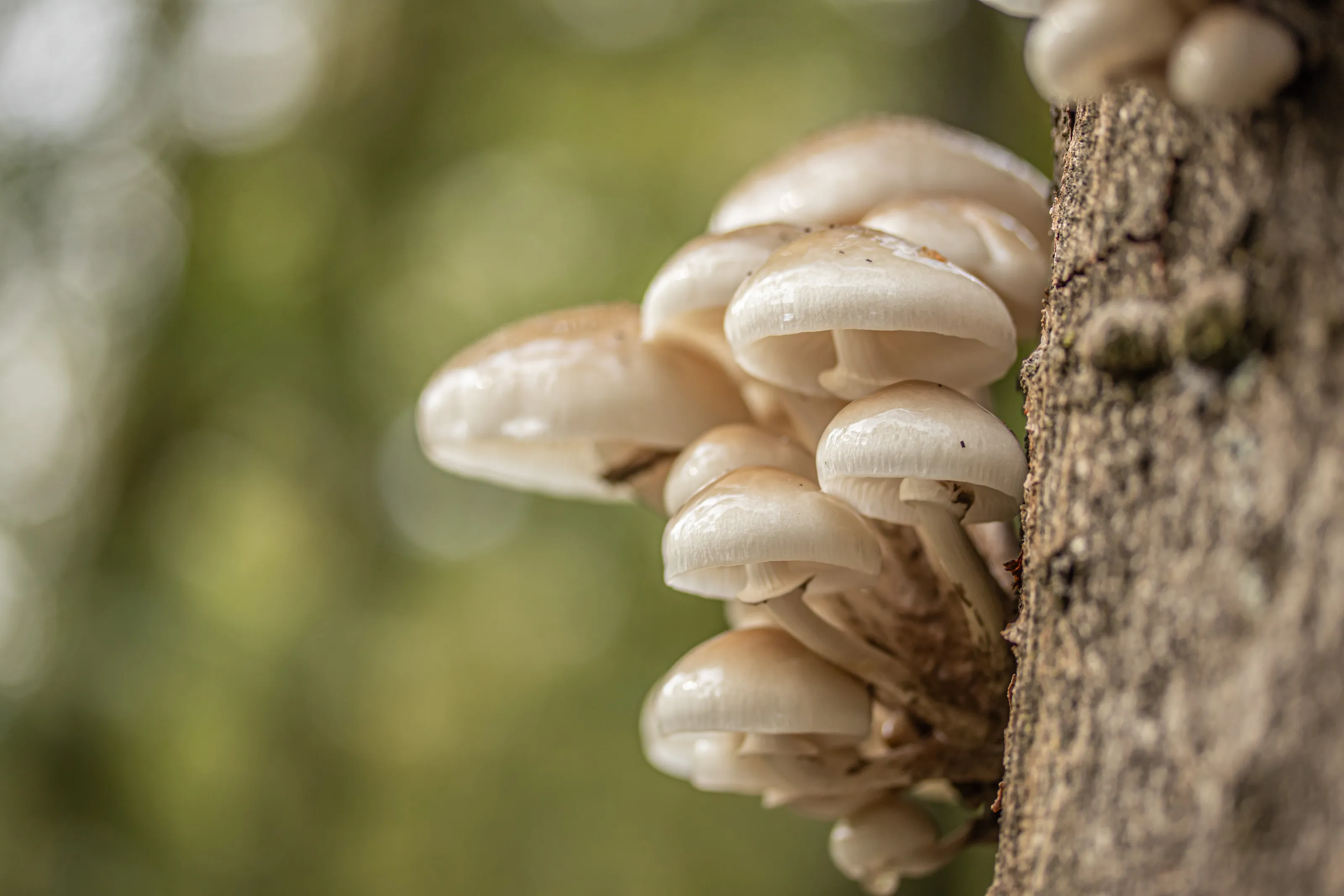 Mushrooms and Other Fungi in Nature
