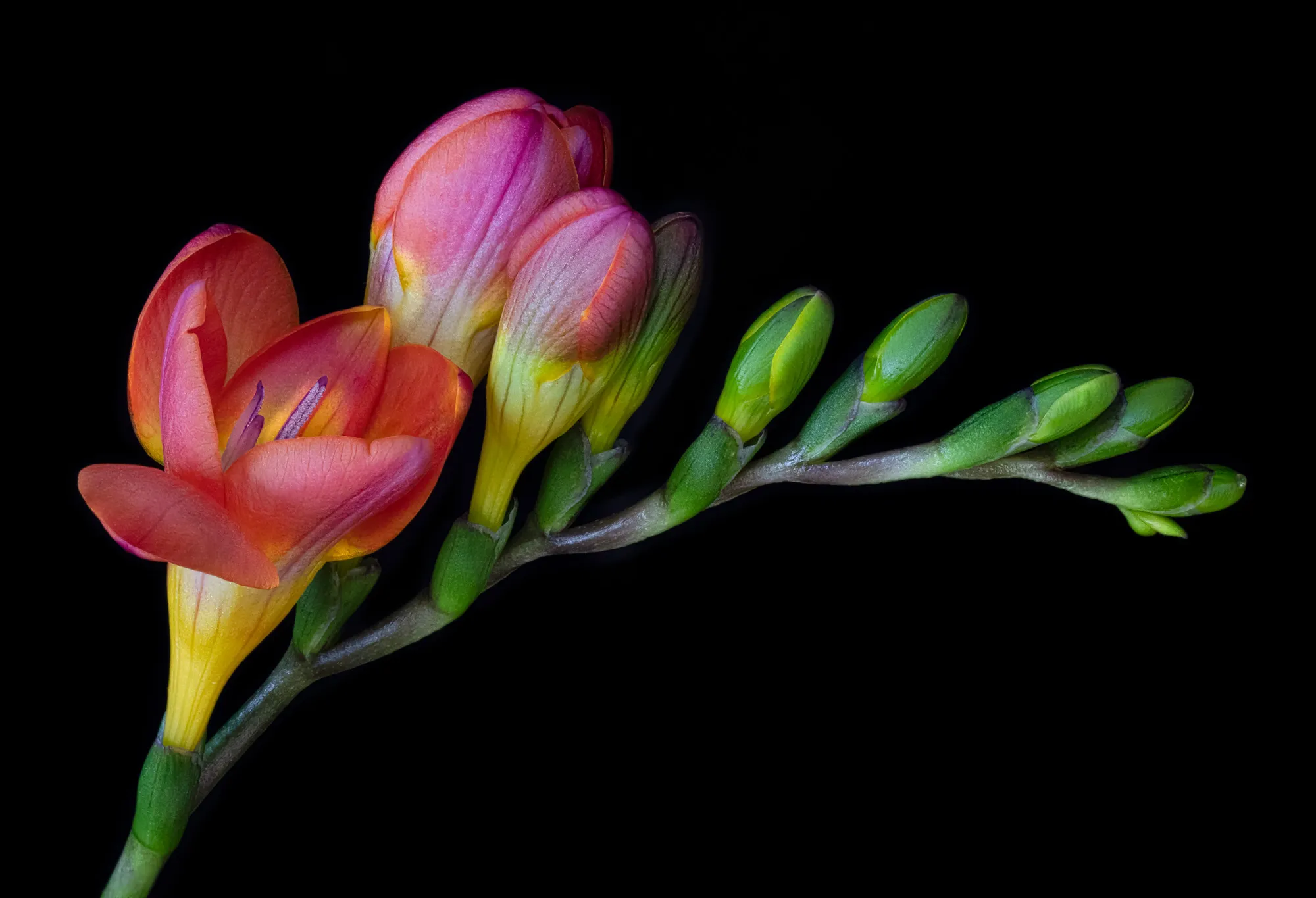 Flowers and Flower Buds Together