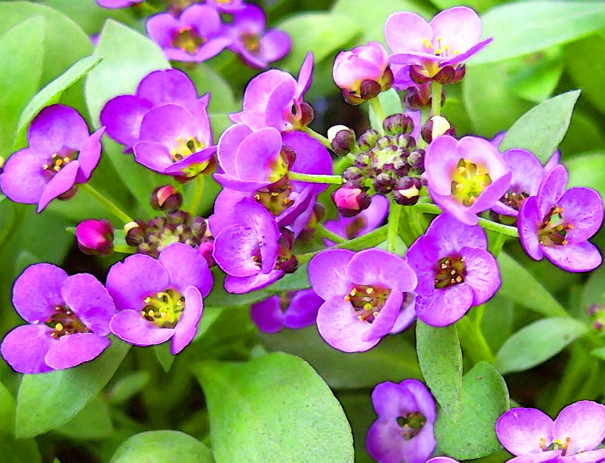 Purple Flowers (in colour)