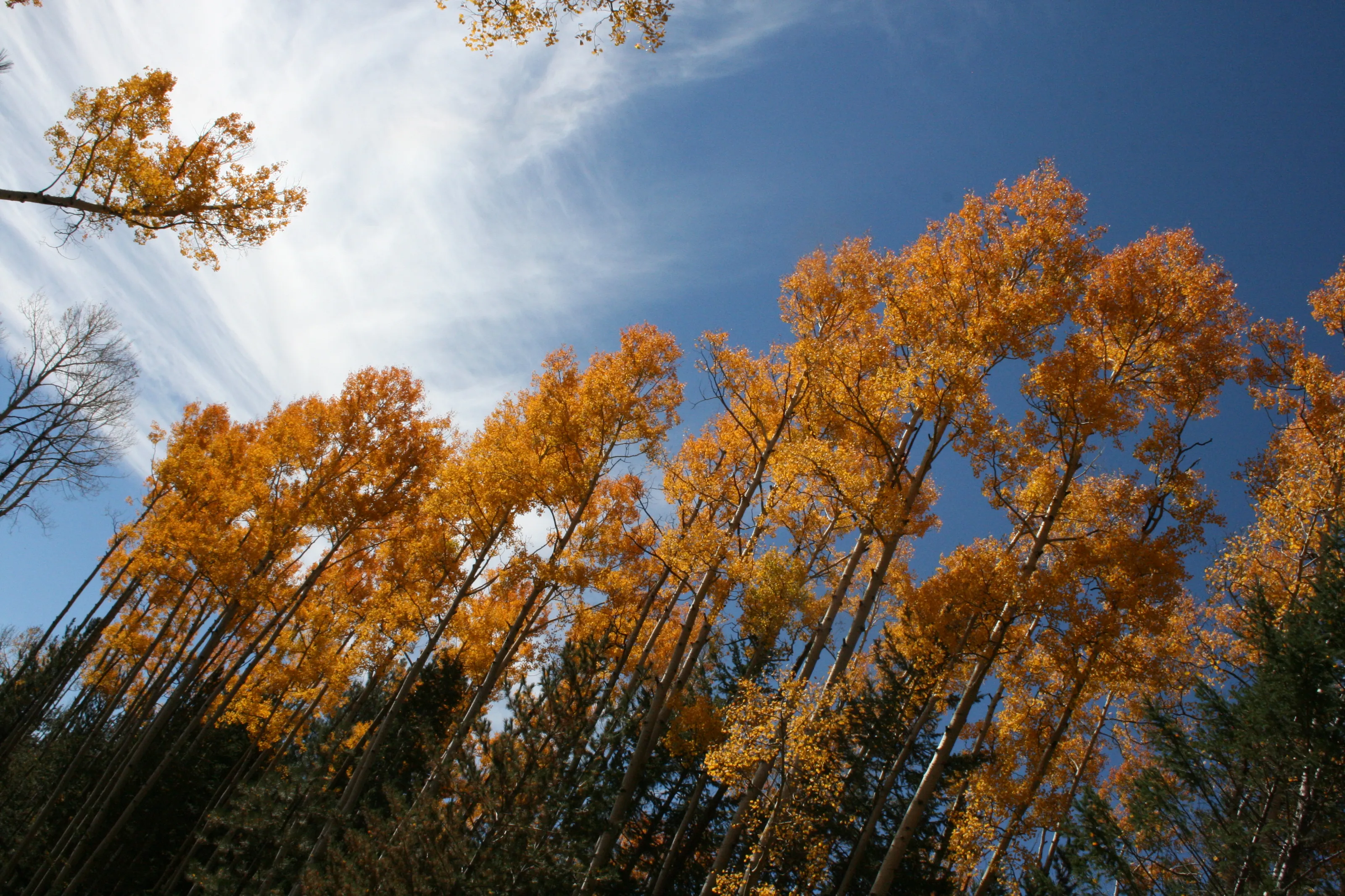 Leaves in Autumn in Colour (no people)