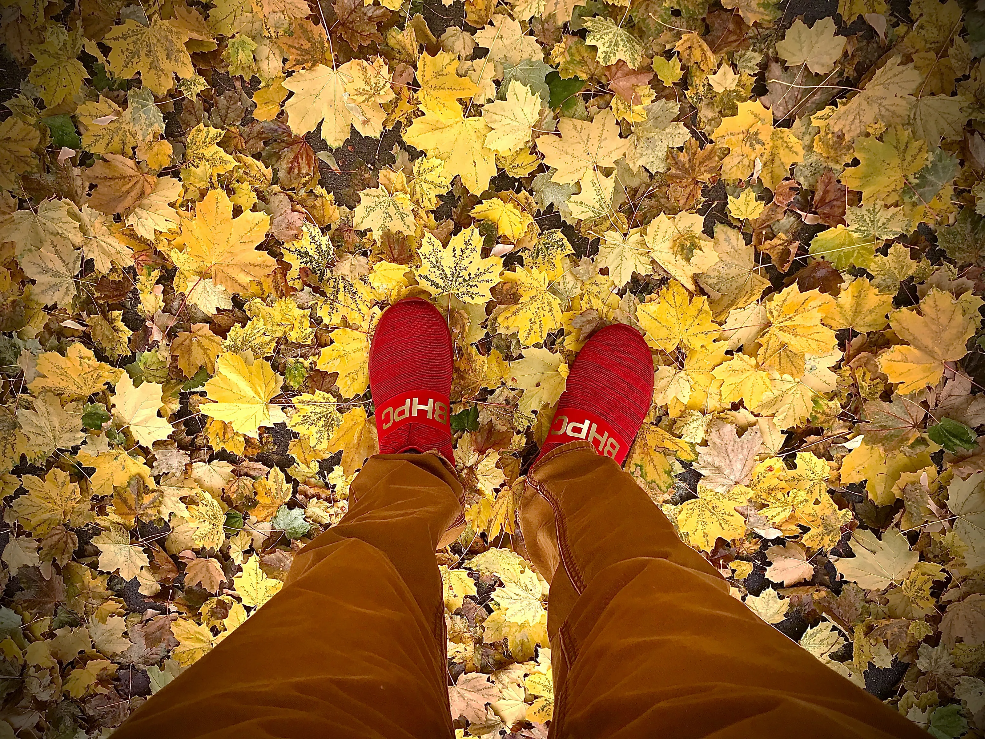 Autumn Colours