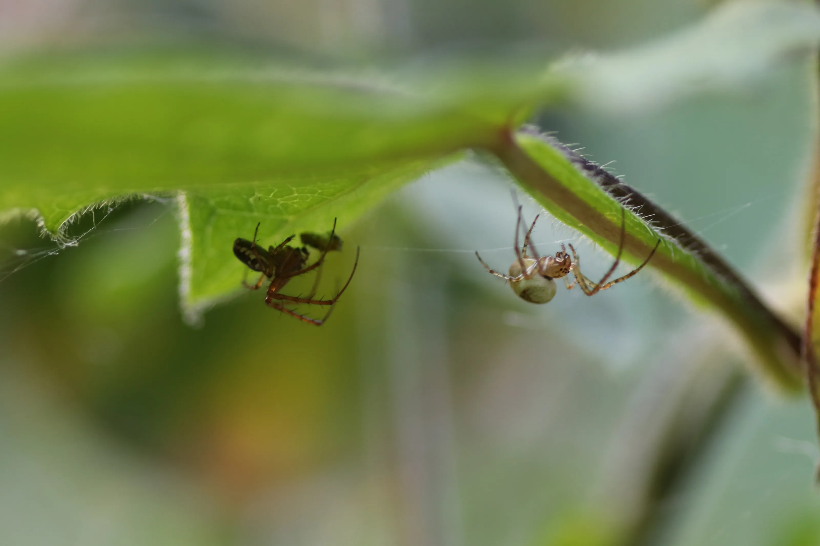 Spiders