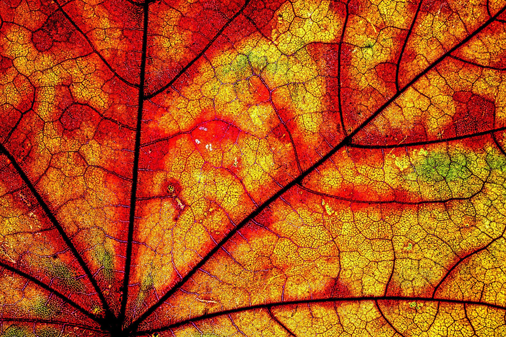 Autumn Leaves in Macro (in colour)