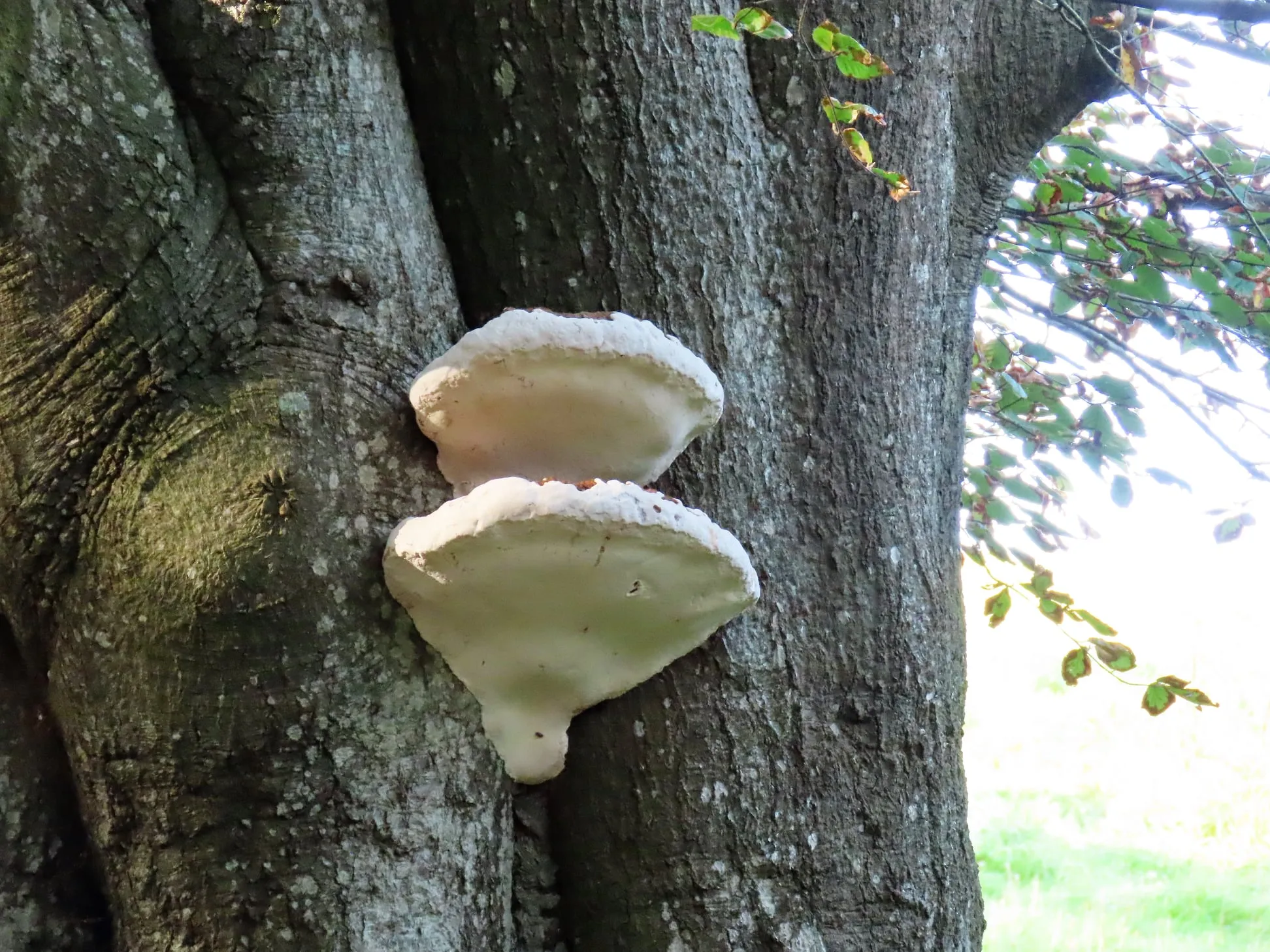 Tree Fungi
