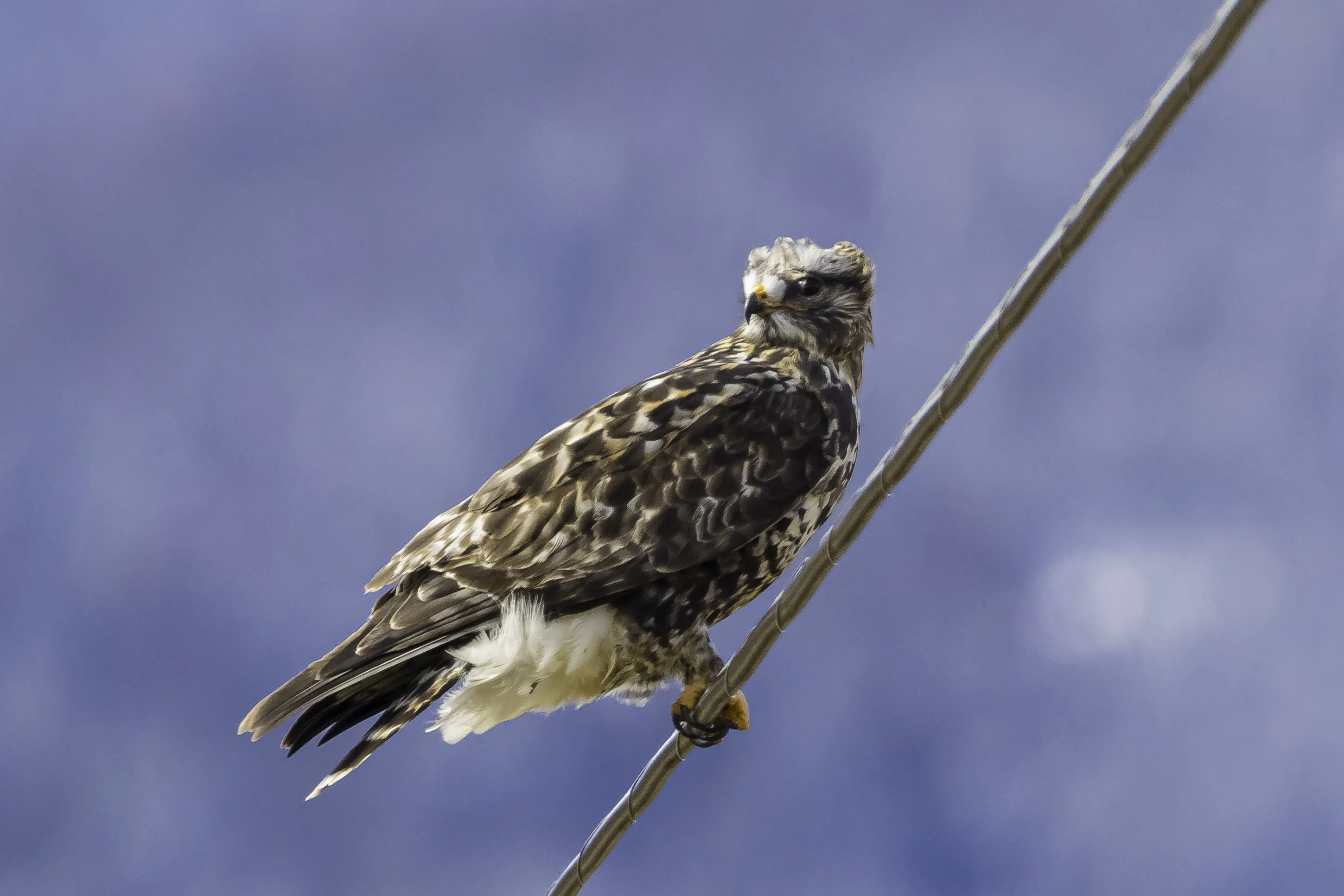 Hawks Standing or Perching (no hawks in flight)