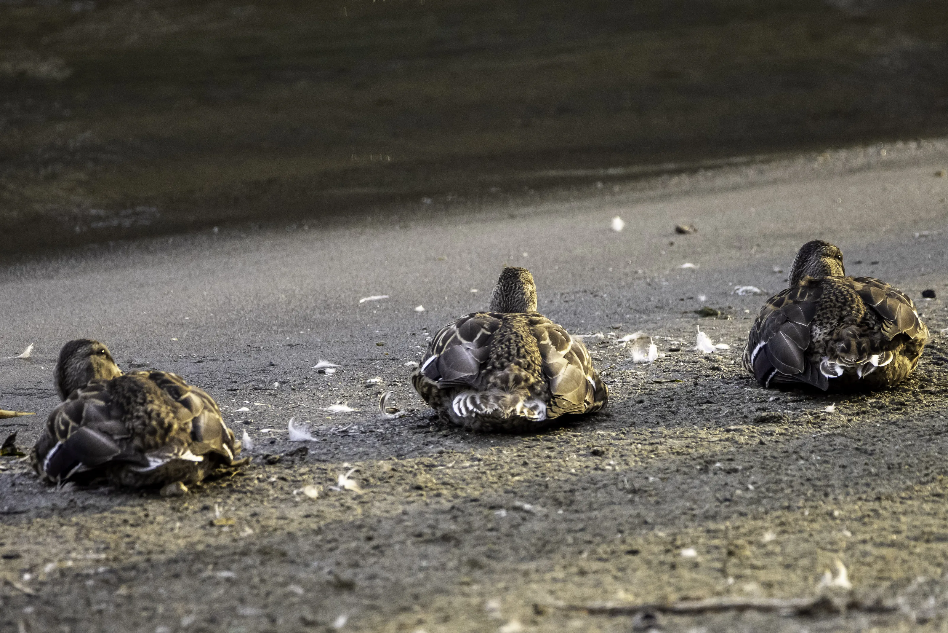 Small Groups of Wild Birds
