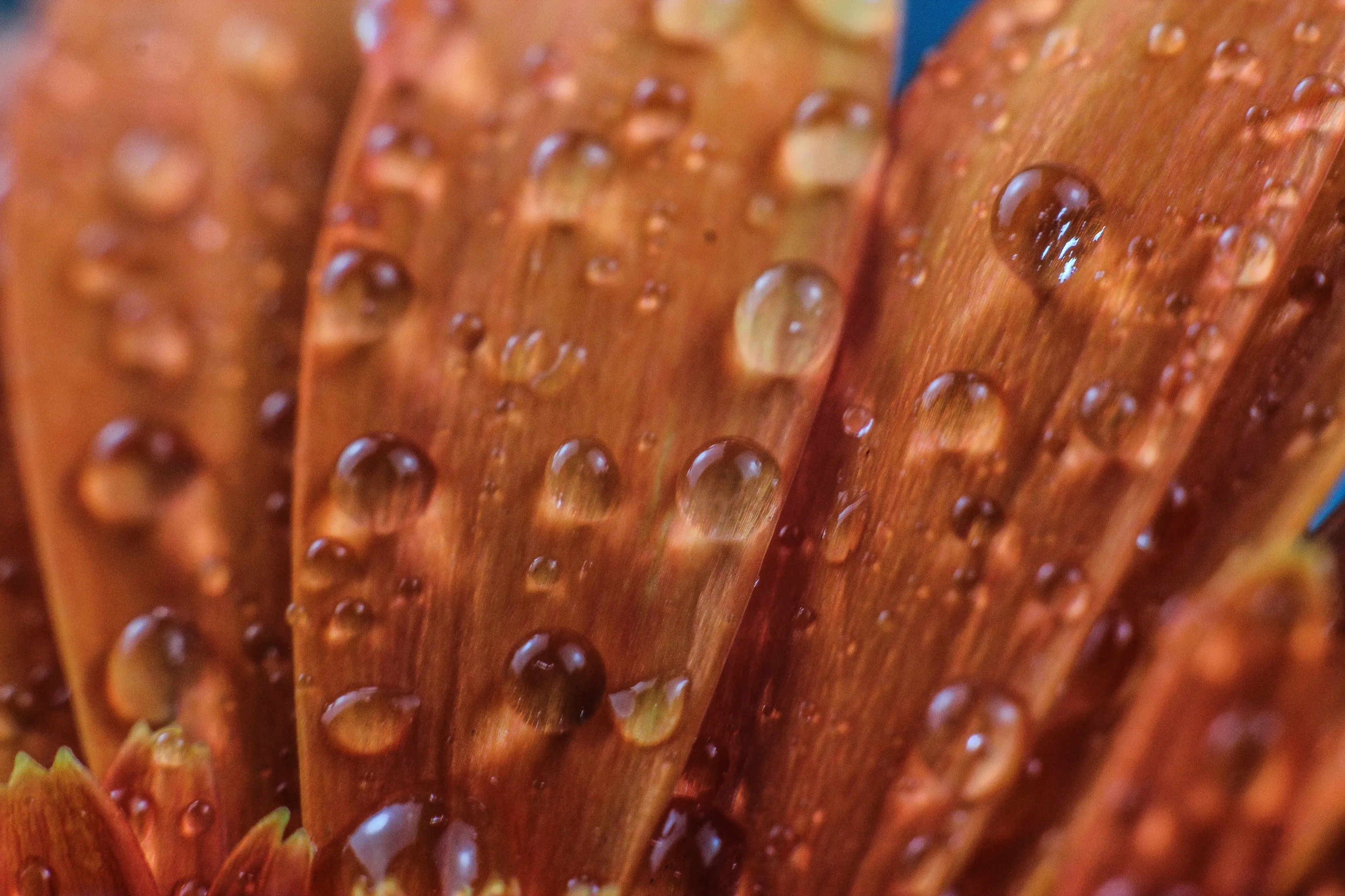 Water Droplets on Flowers
