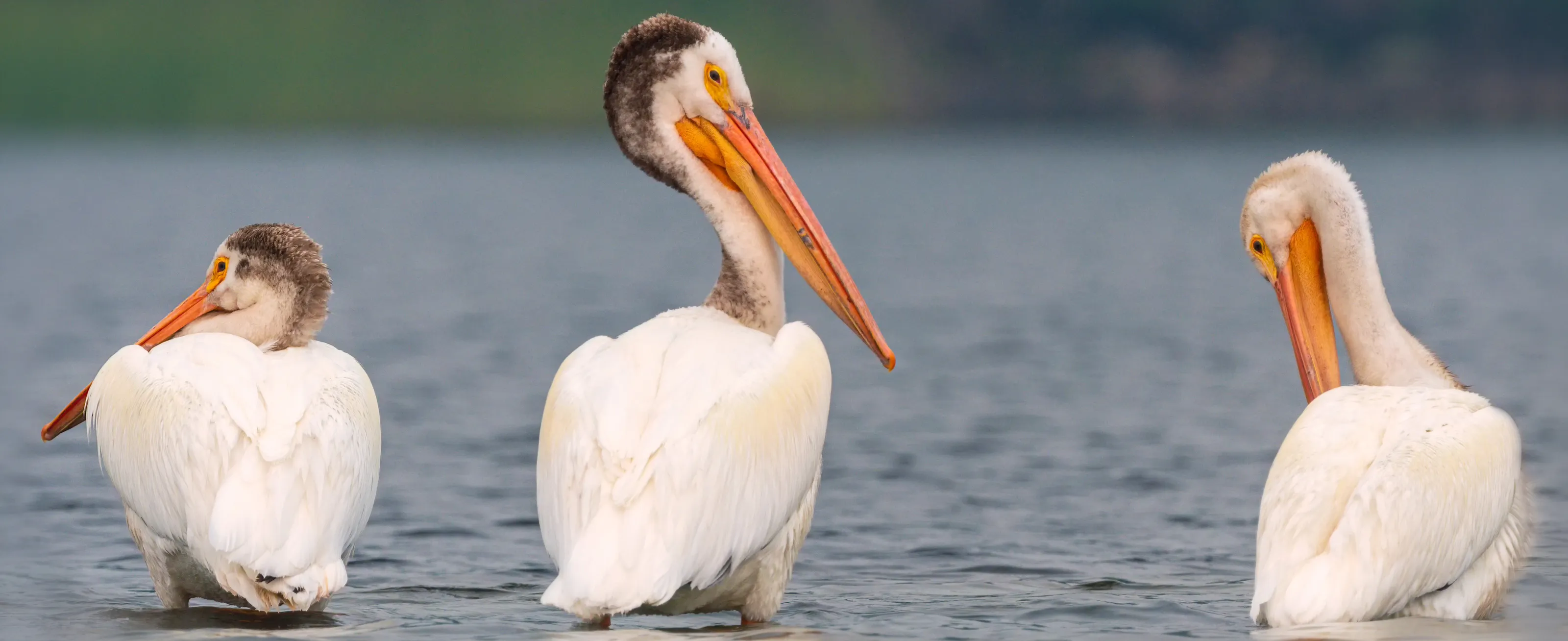 Pelicans in the Wild