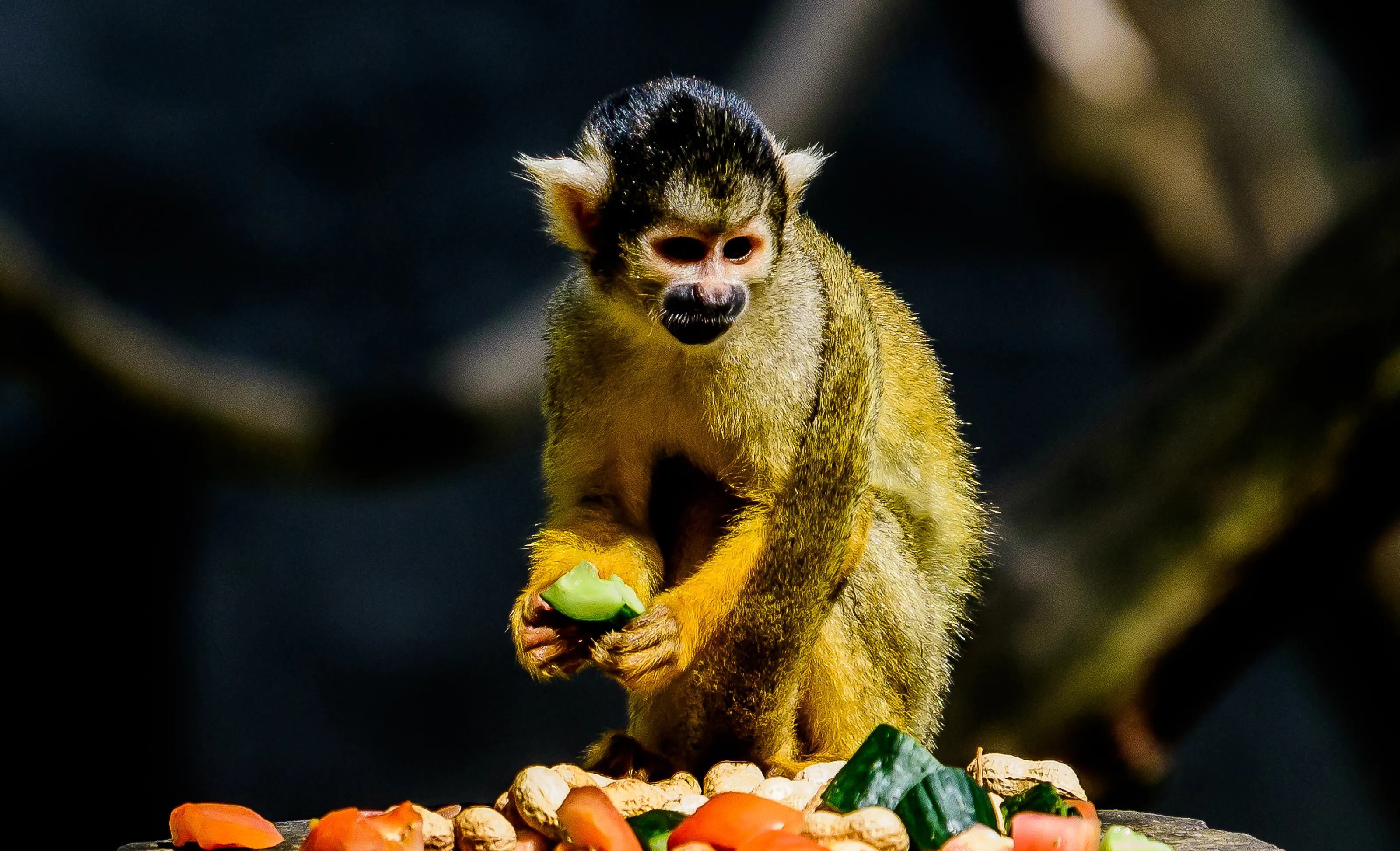 Squirrel Monkeys