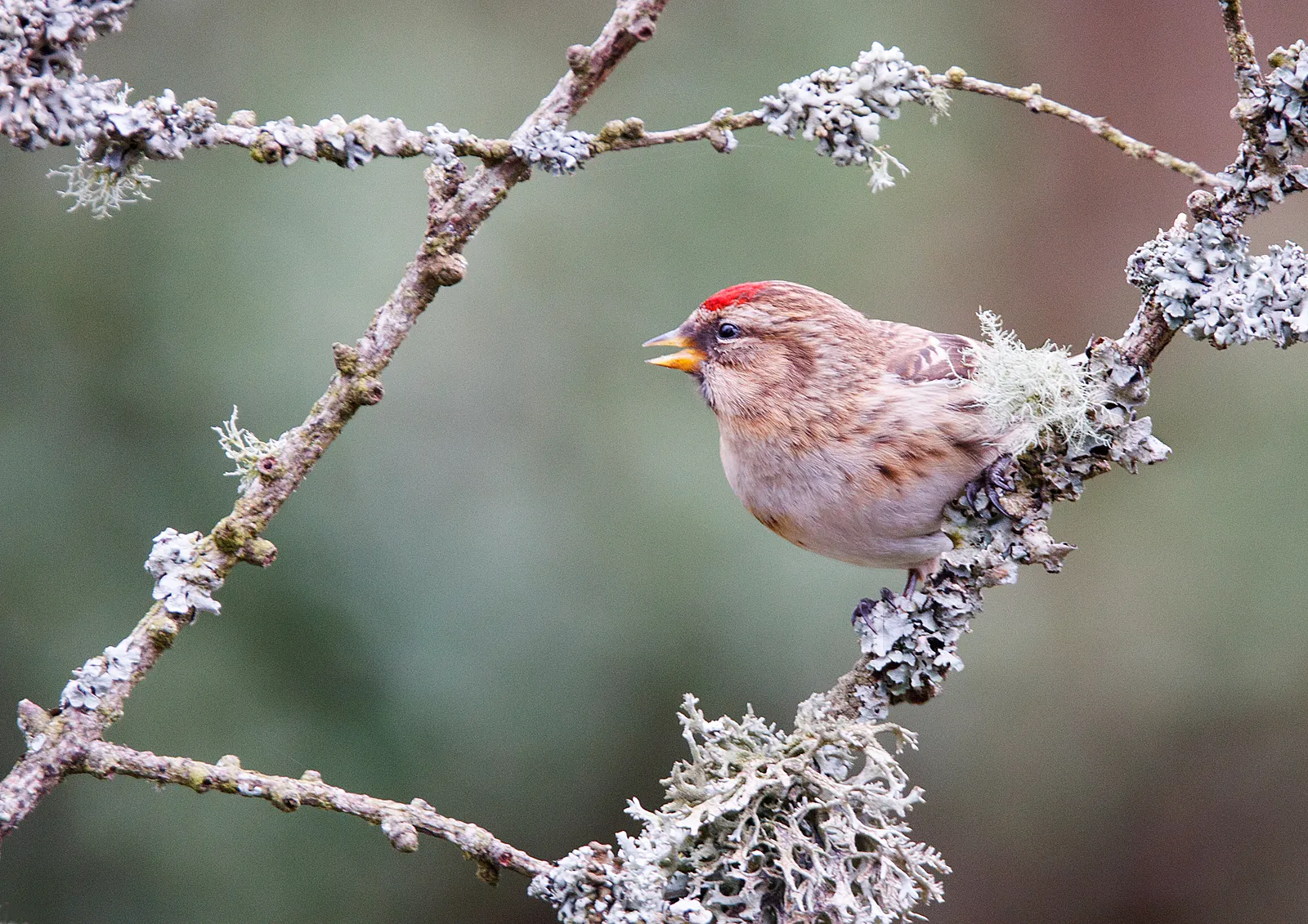 Redpoll Birds
