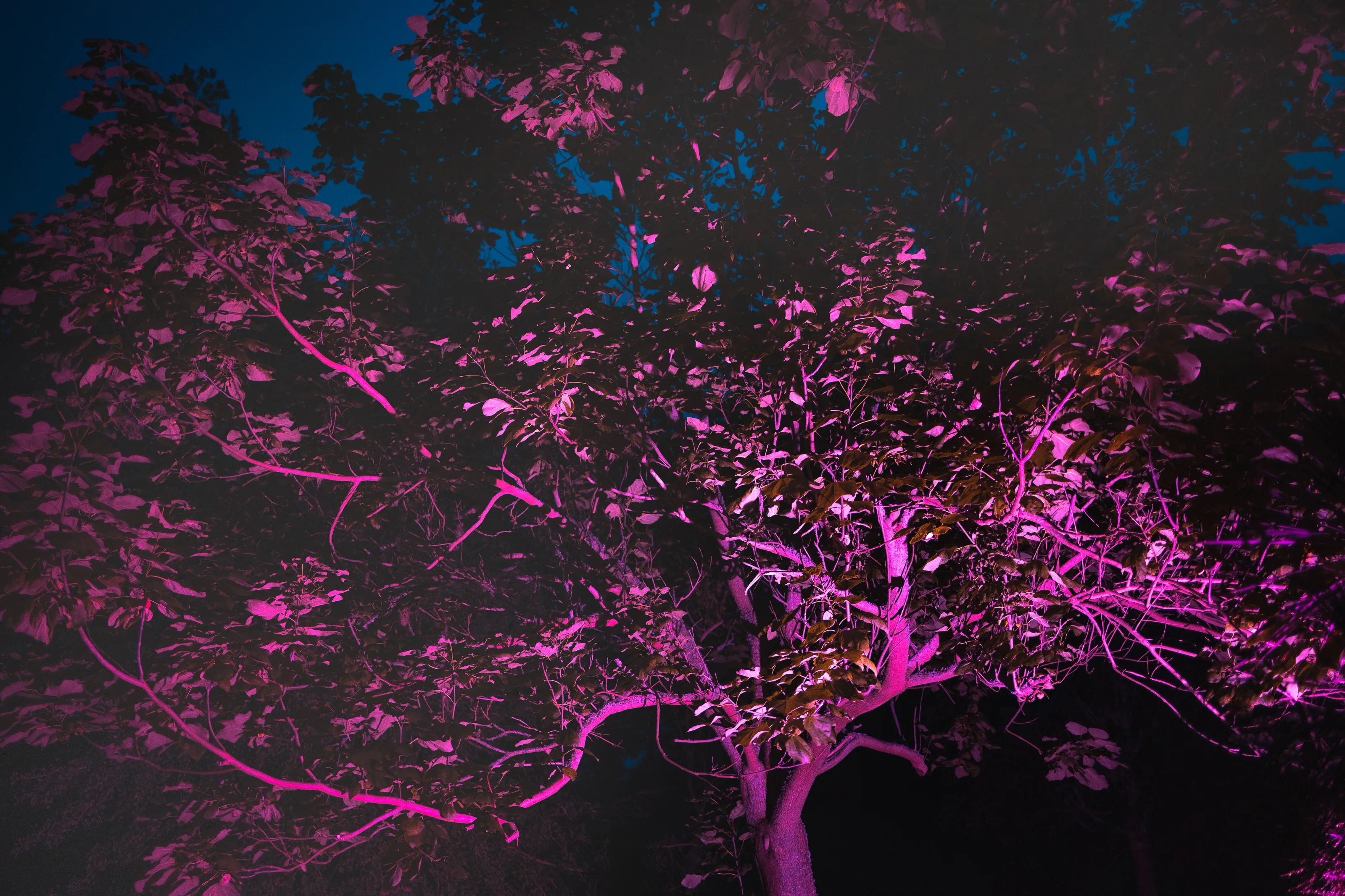 Nature Illuminated by Artificial Light (in colour)