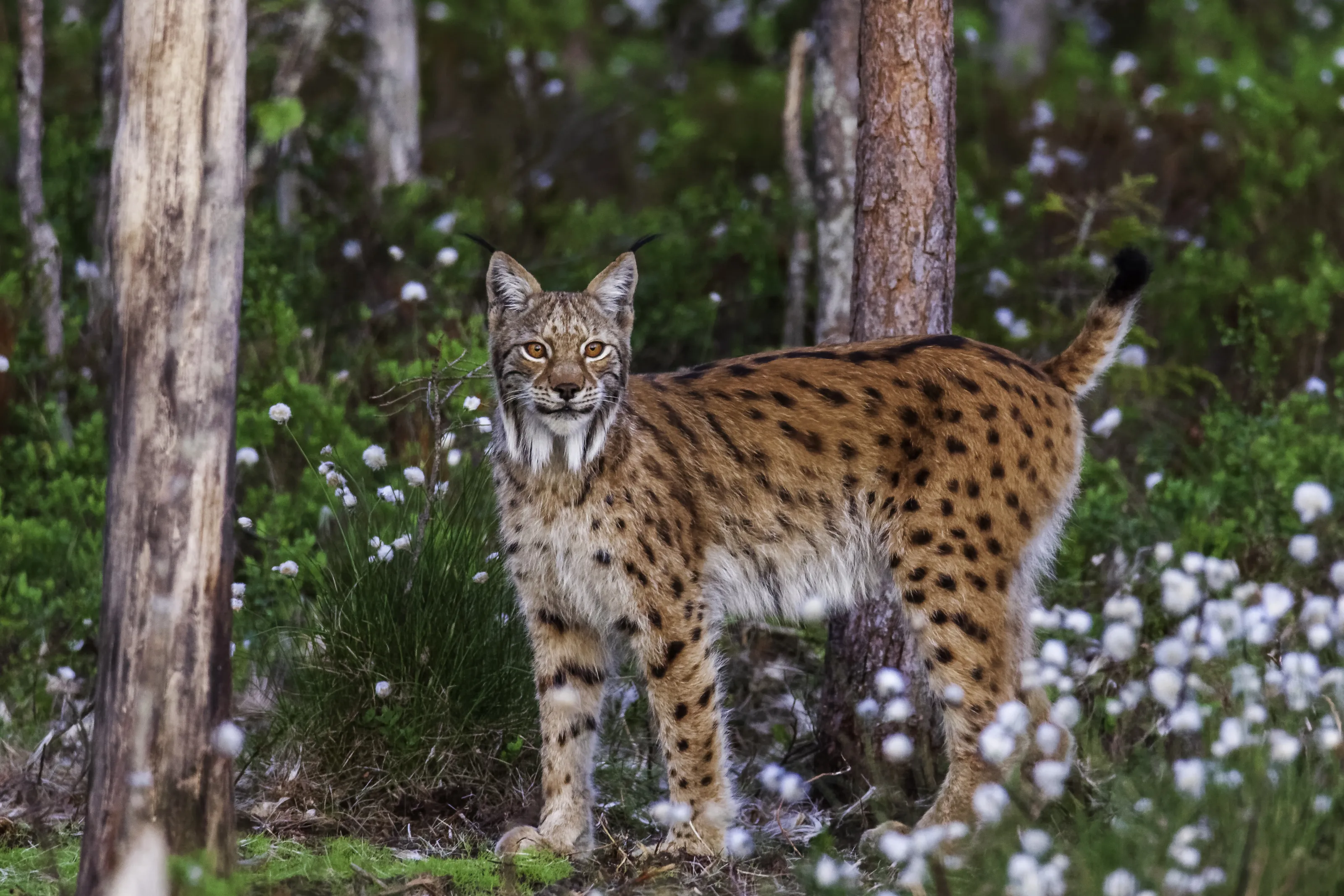 Large Carnivores in the Wild