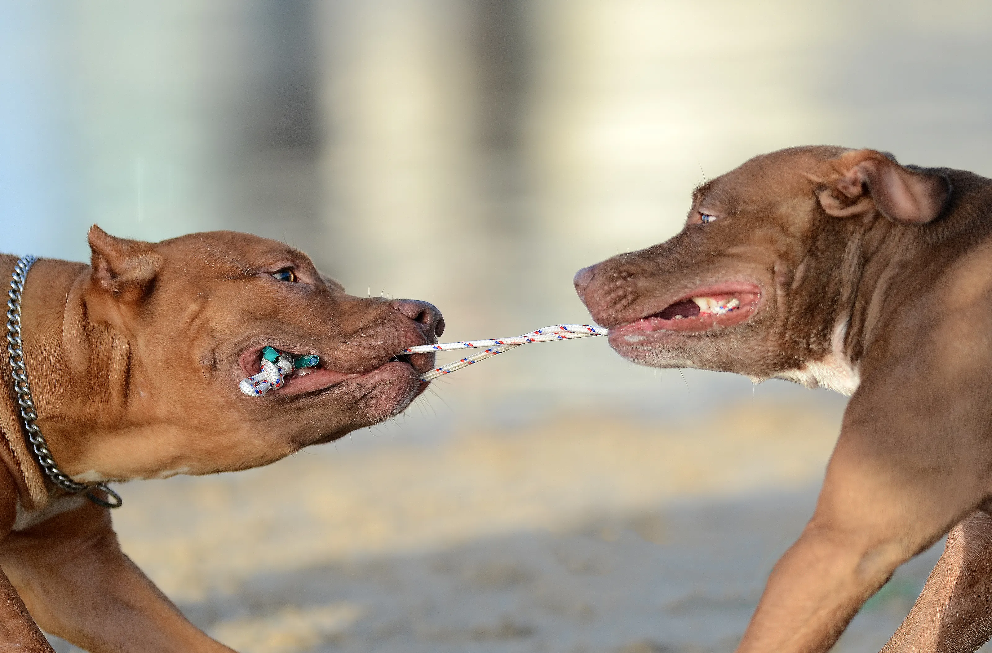 Pets in Action