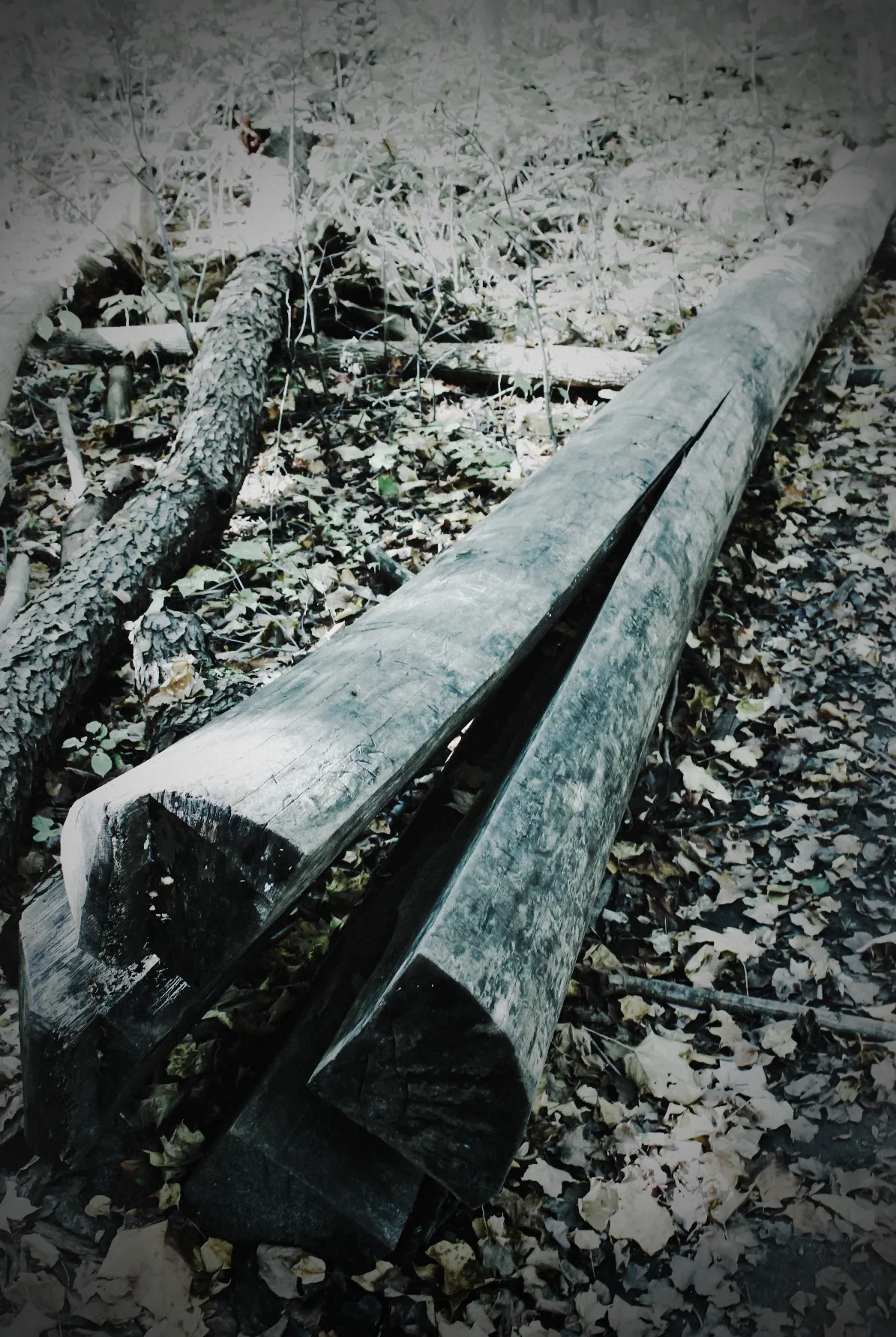 Fallen Logs and Tree Stumps