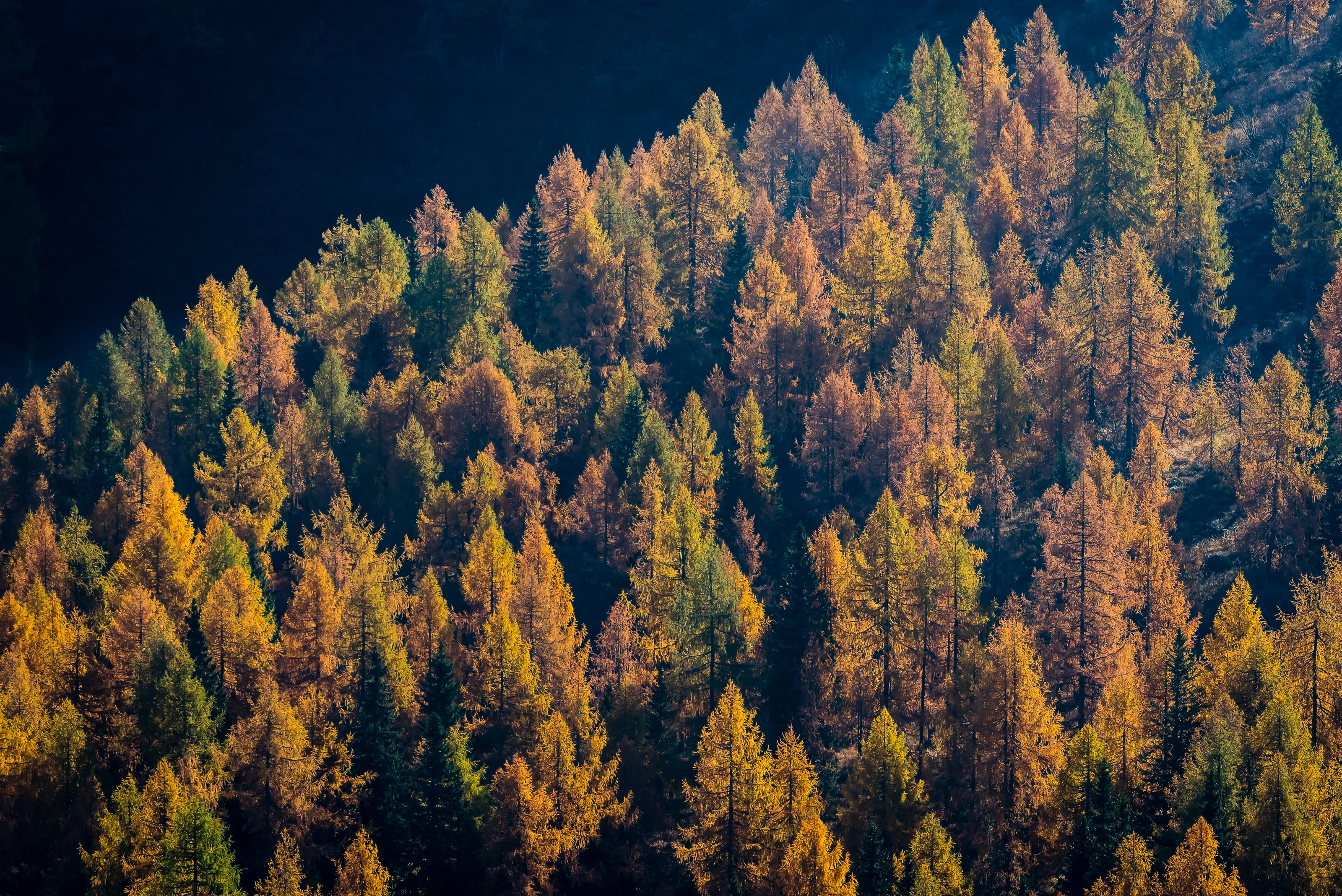 Autumn Foliage in Colour
