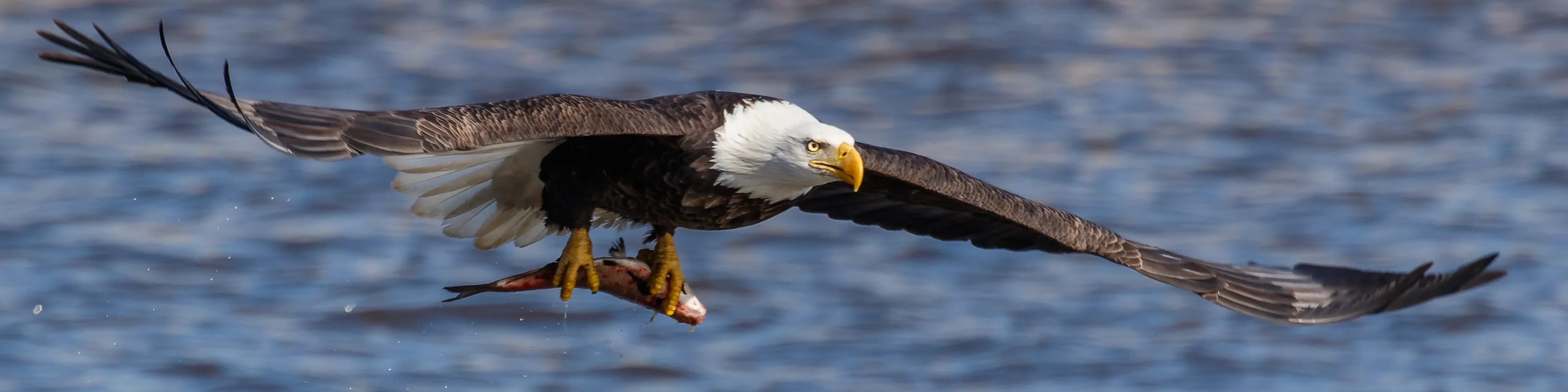 Wild Bald Eagles in Flight (in colour)