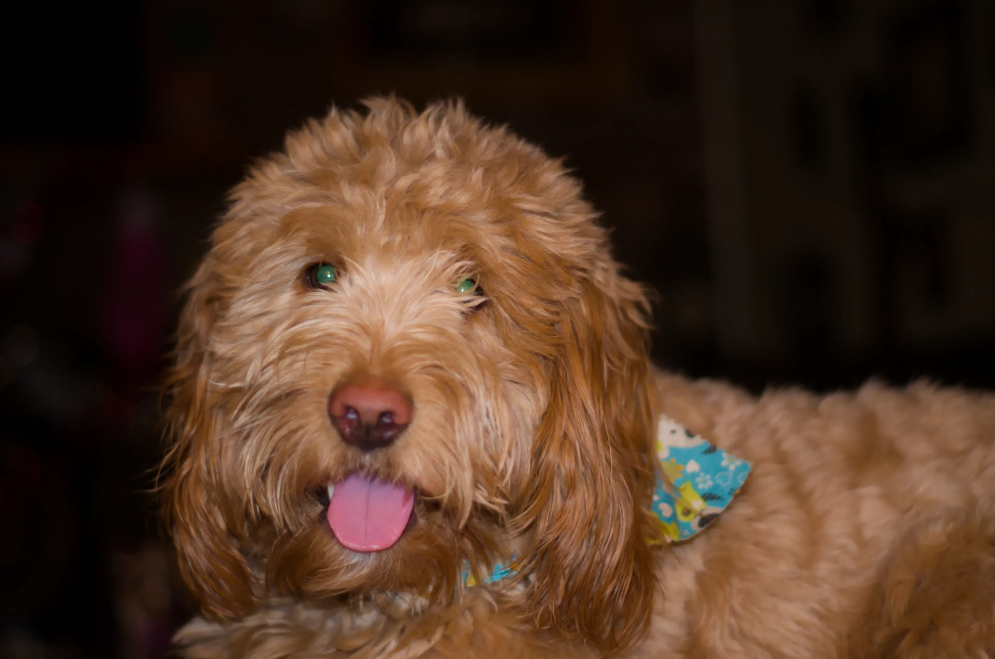 Doodle Dog Breeds