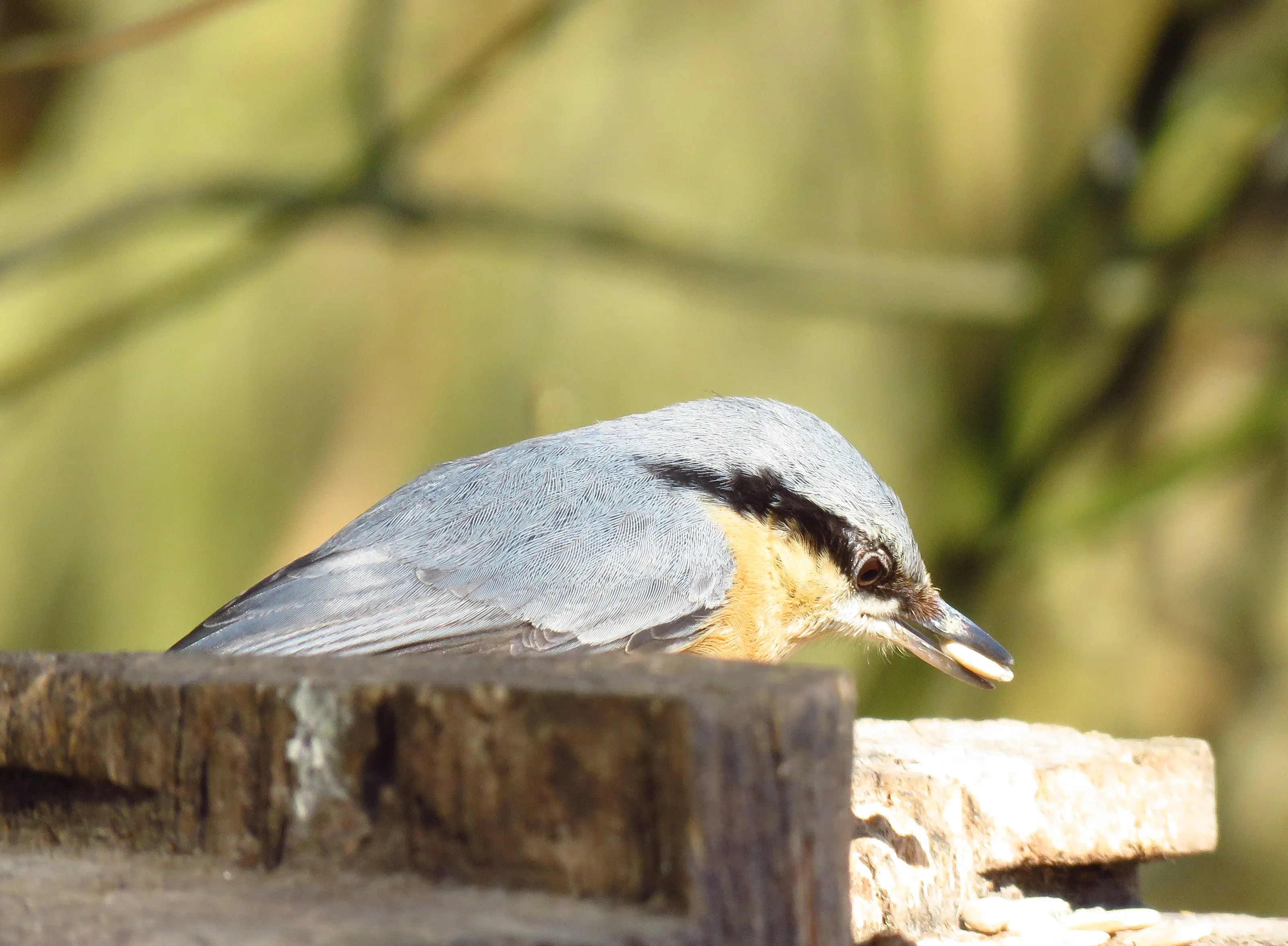 Nuthatches in Colour