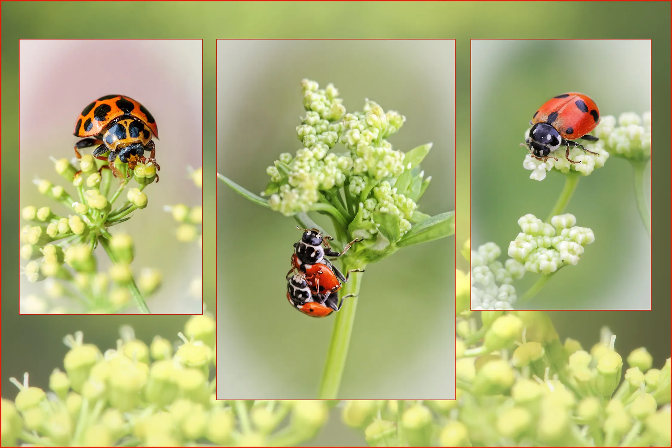 Macro and Close-Up Triptychs