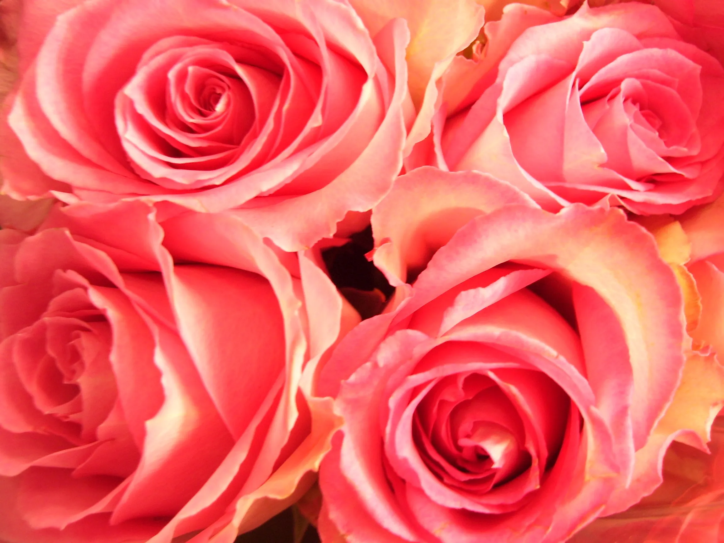 More Than One Rose