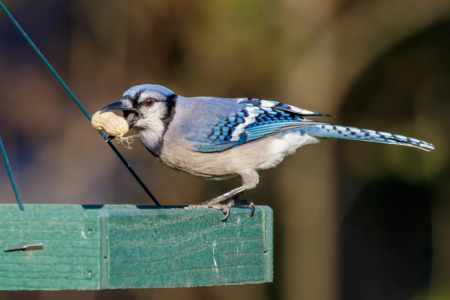 Backyard Birds