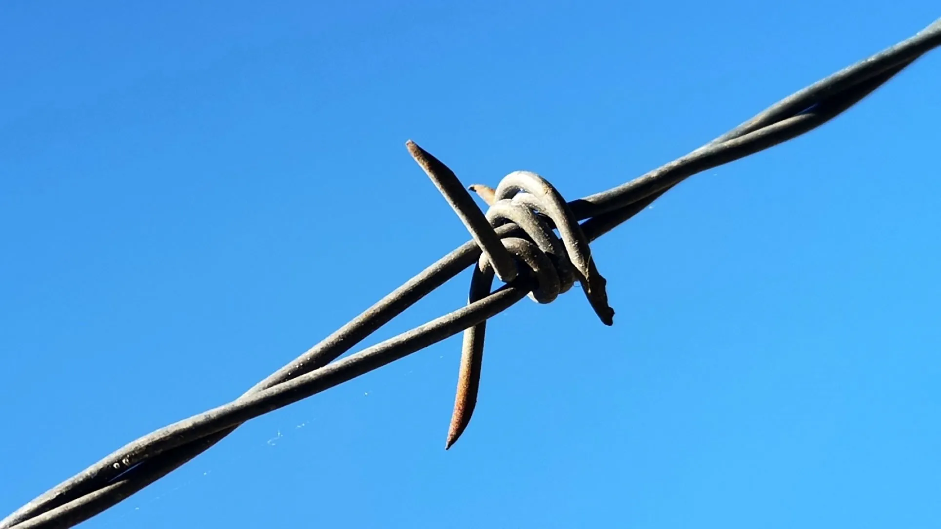Barbed Wire