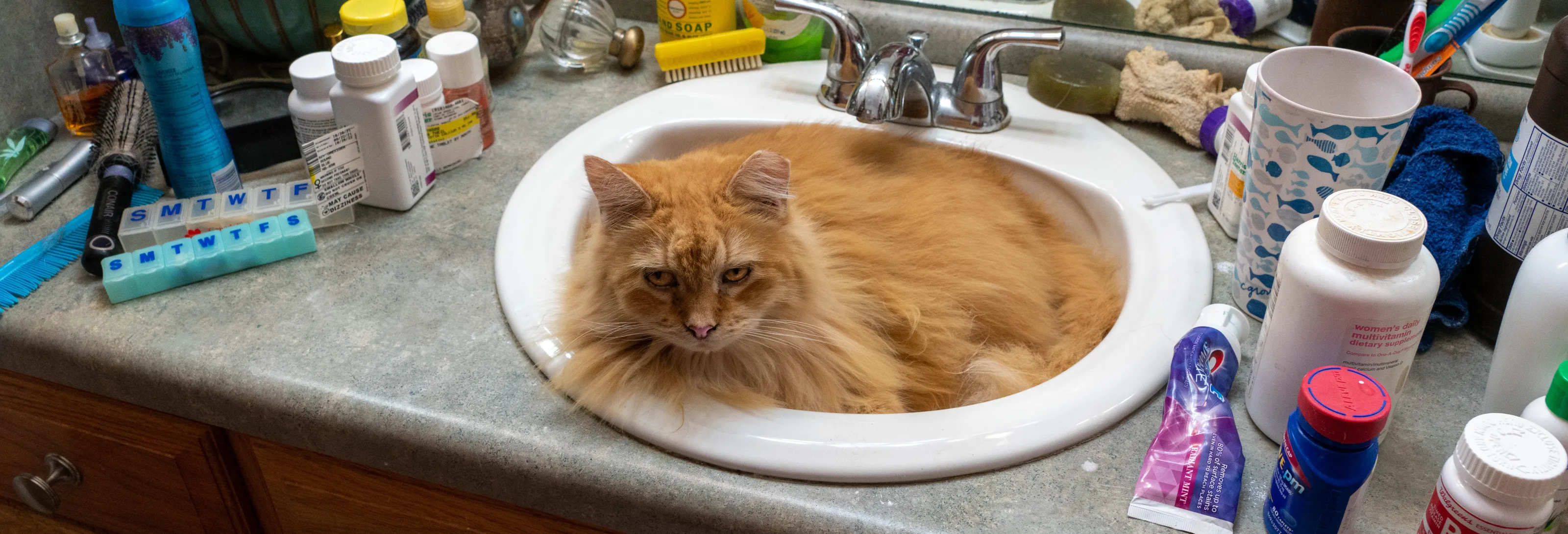 Cats in Unusual Places