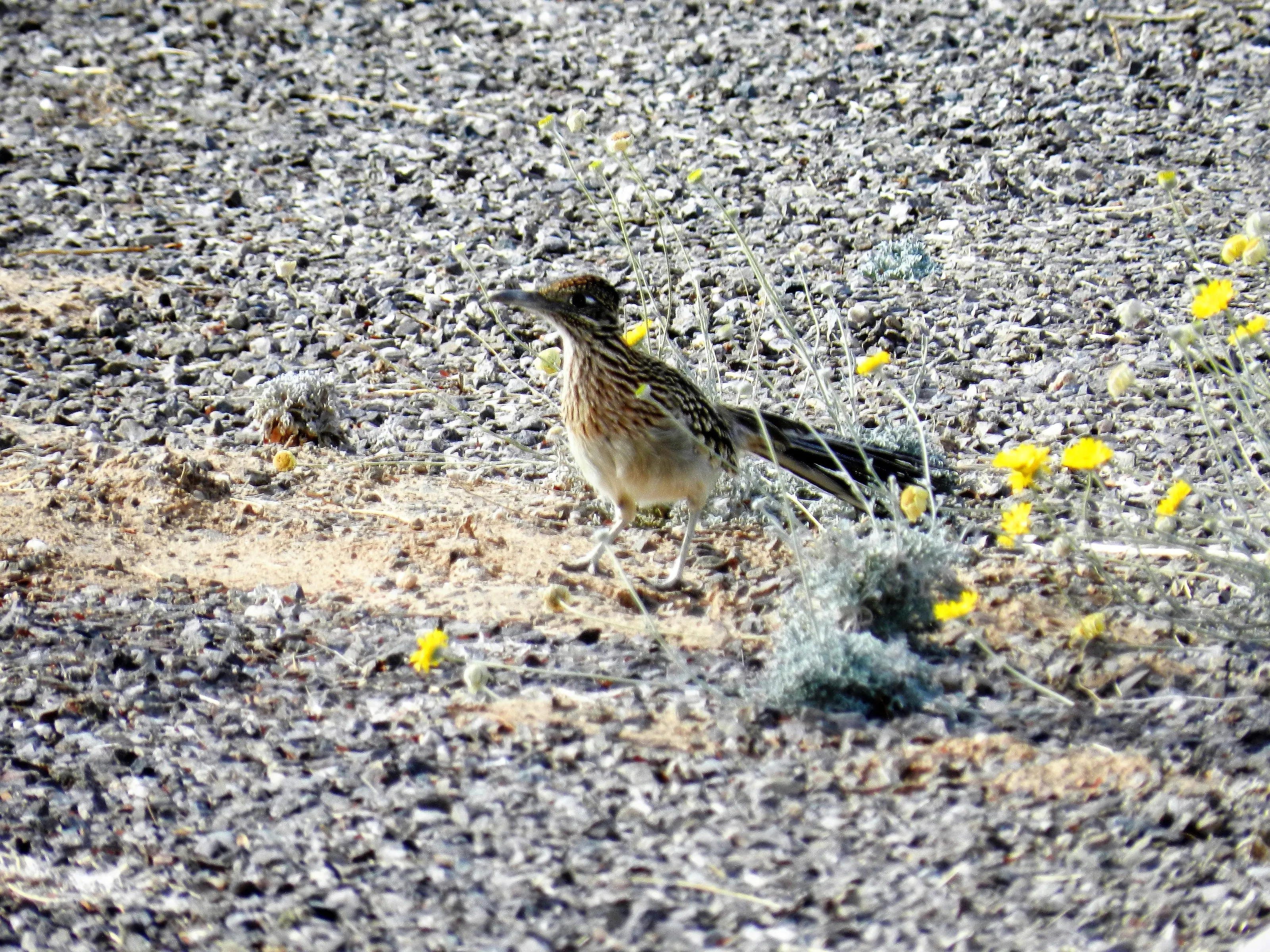 Cuckoos