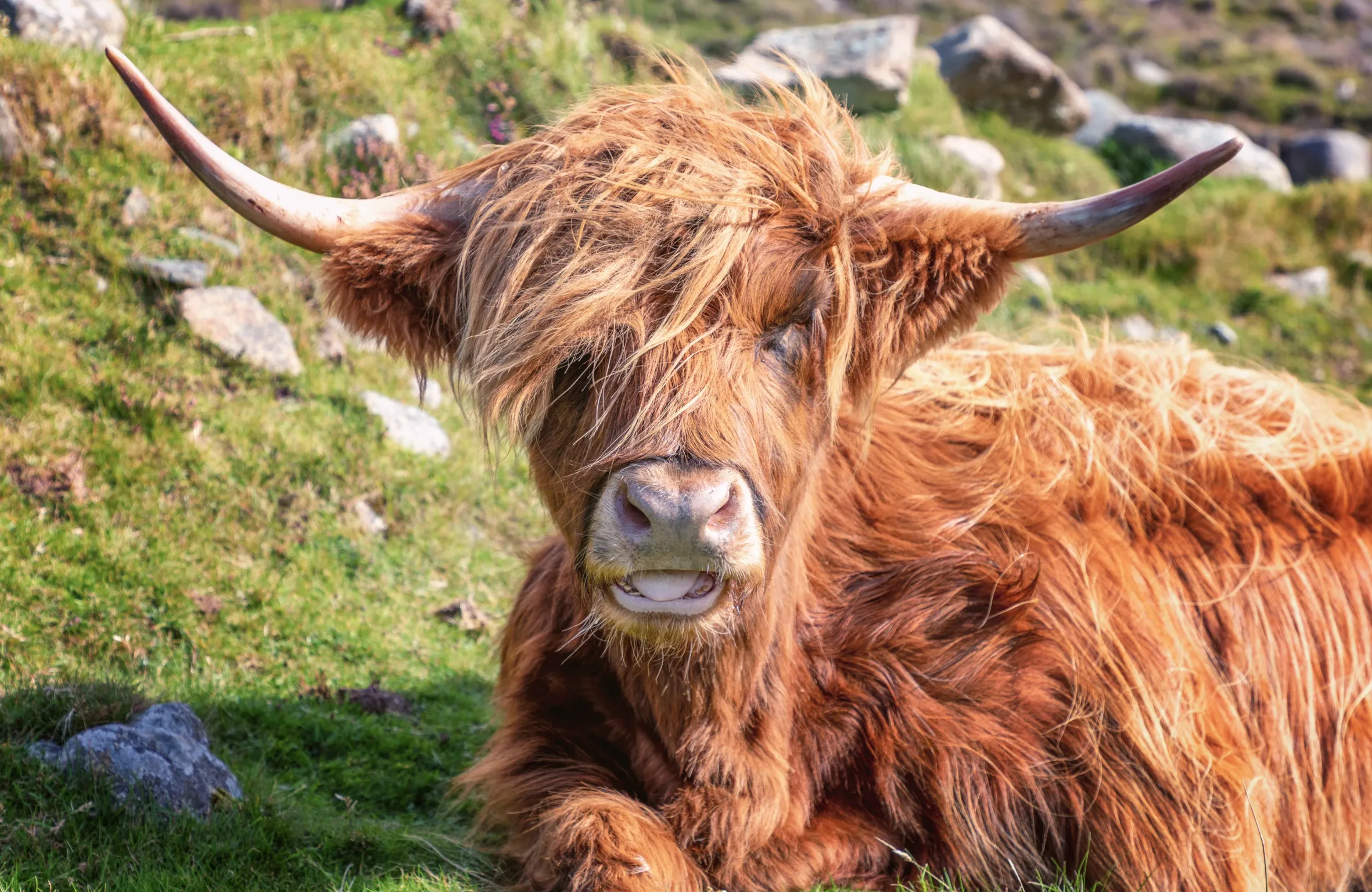 Scottish Highland Cattle